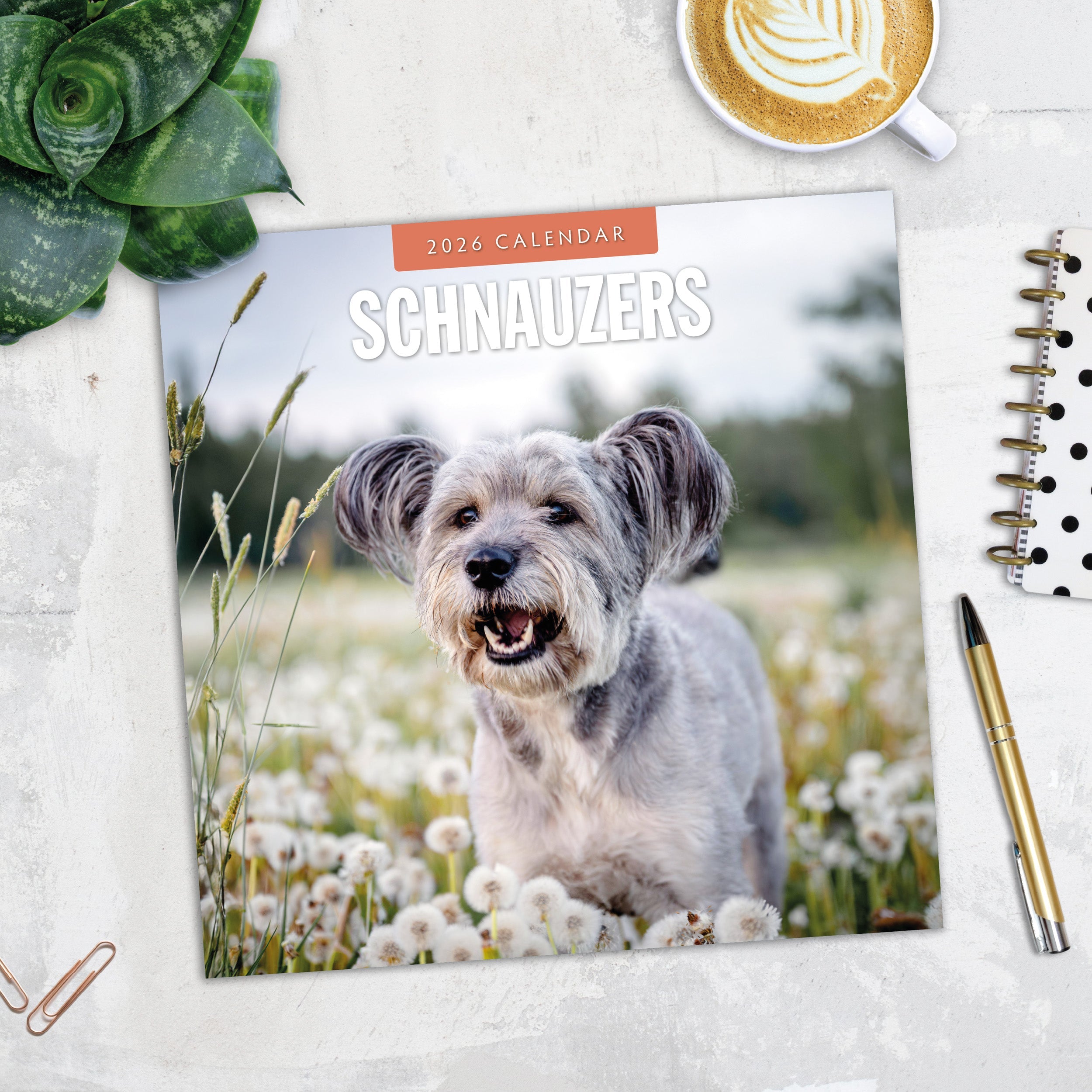2026 Schnauzer - Square Wall Calendar