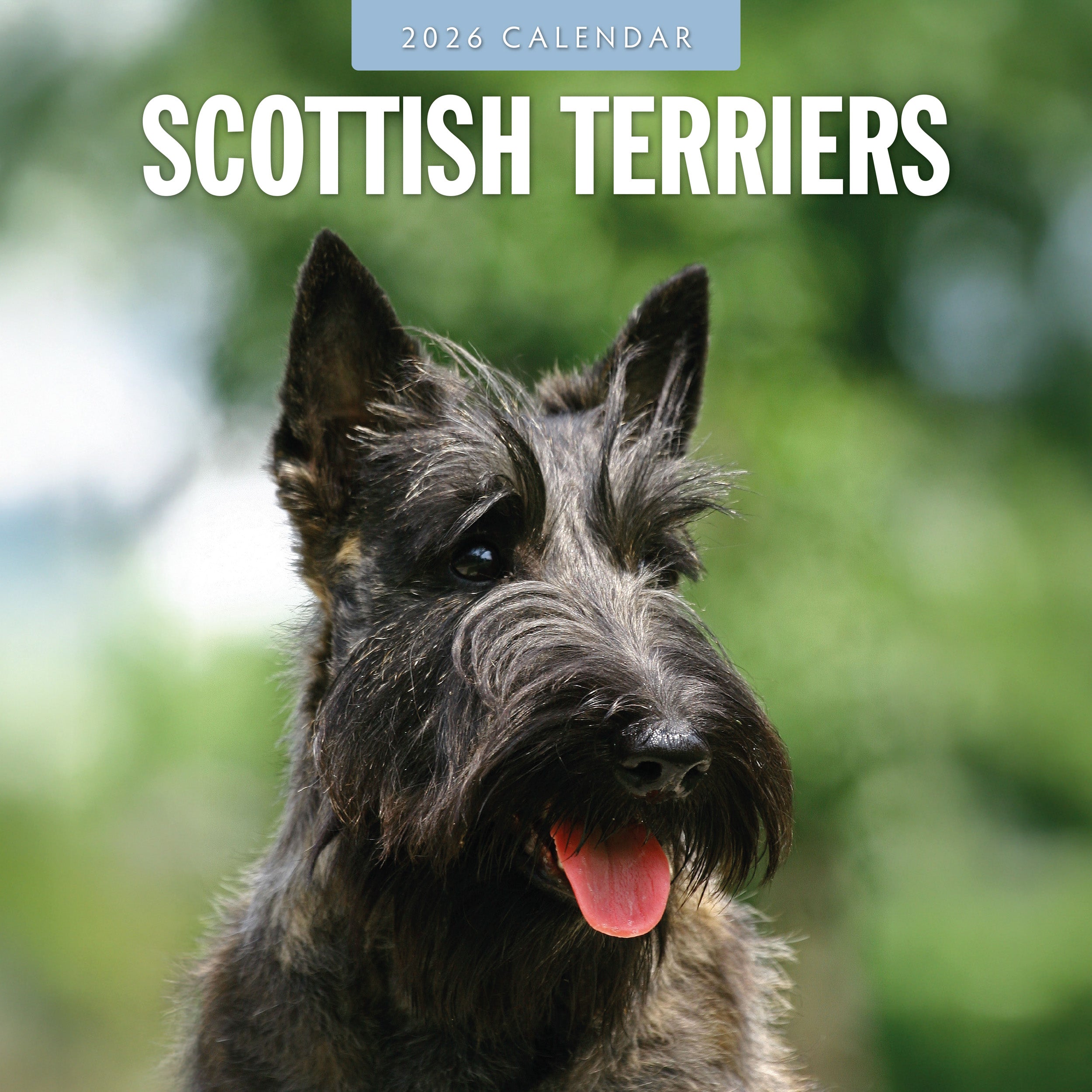 2026 Scottish Terriers - Square Wall Calendar
