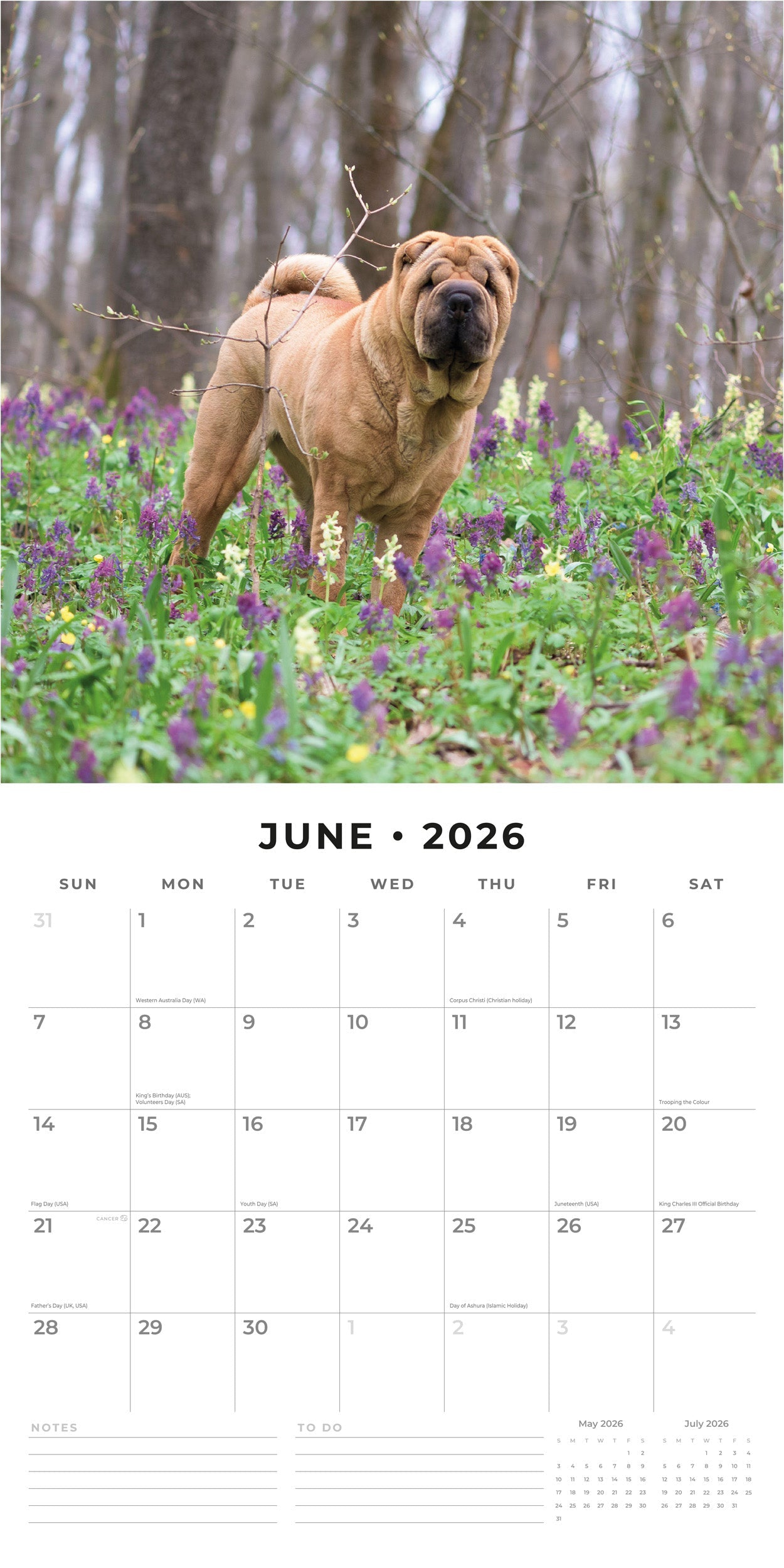 2026 Shar-Pei - Square Wall Calendar
