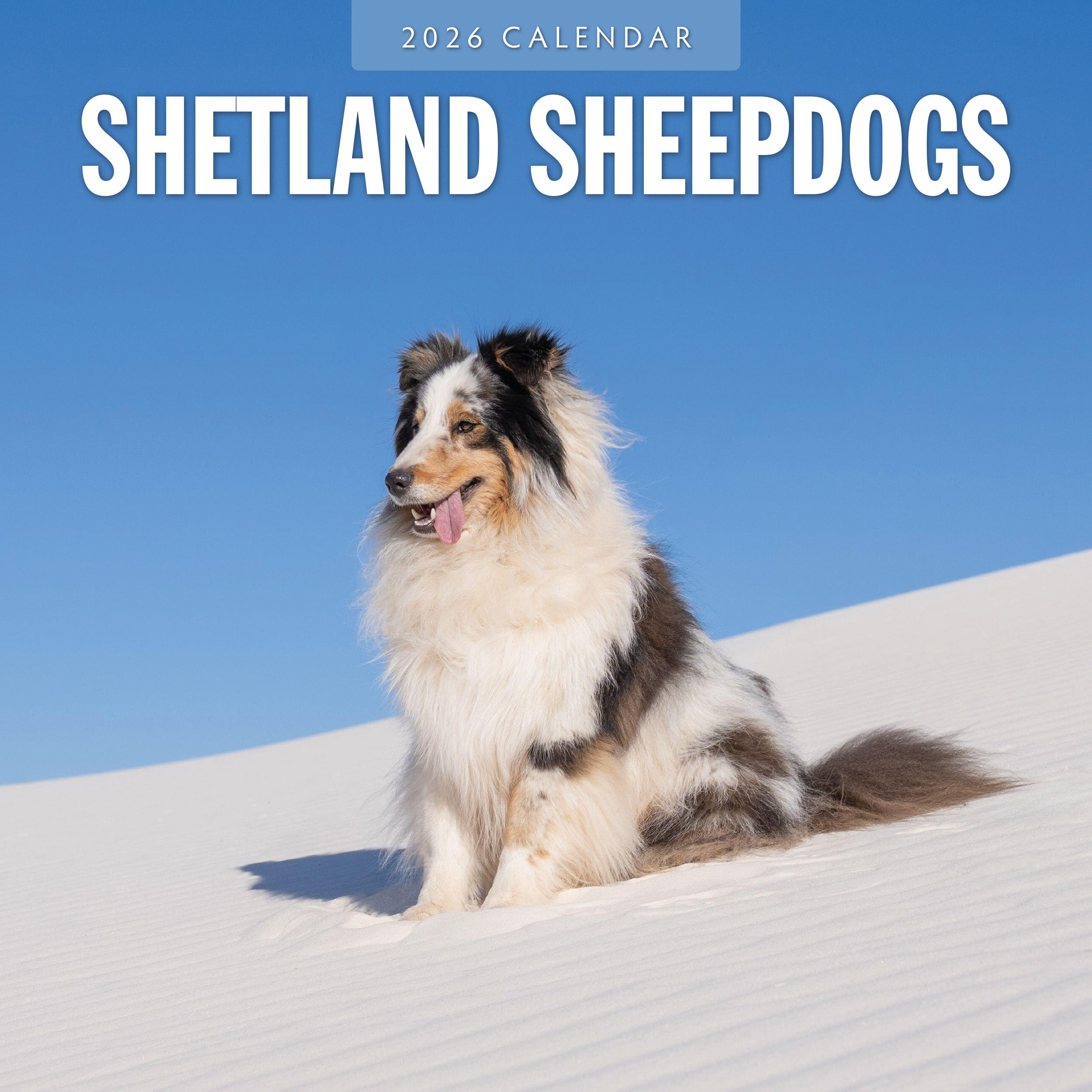 2026 Shetland Sheepdogs - Square Wall Calendar