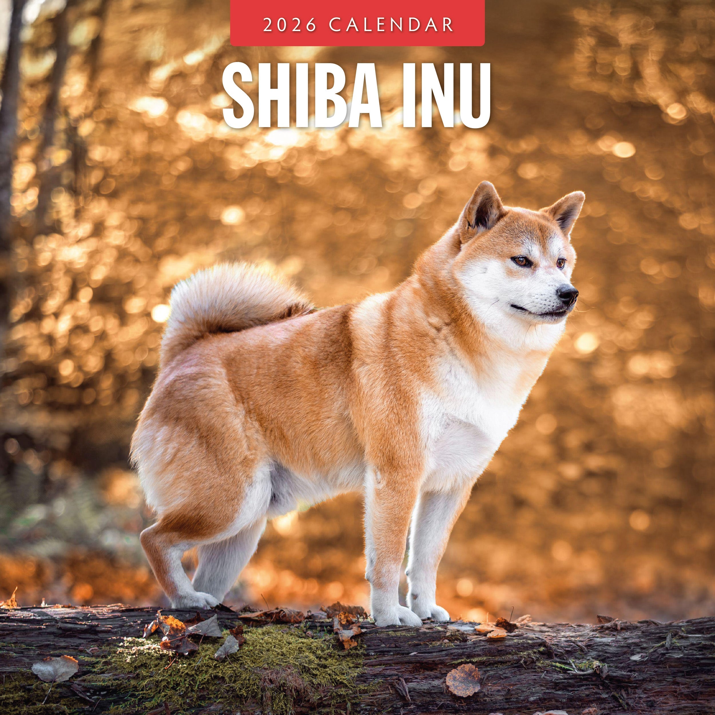 2026 Shiba Inu - Square Wall Calendar