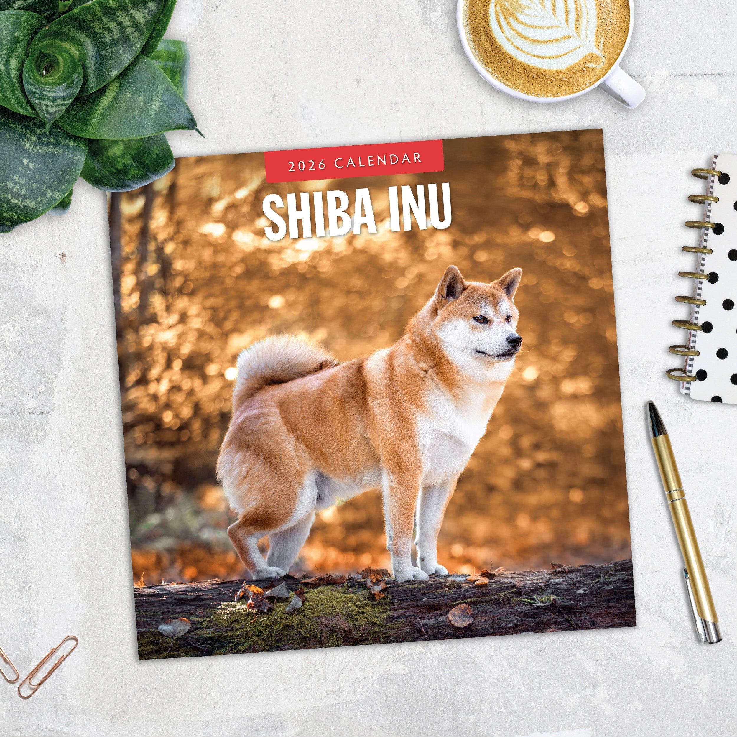 2026 Shiba Inu - Square Wall Calendar