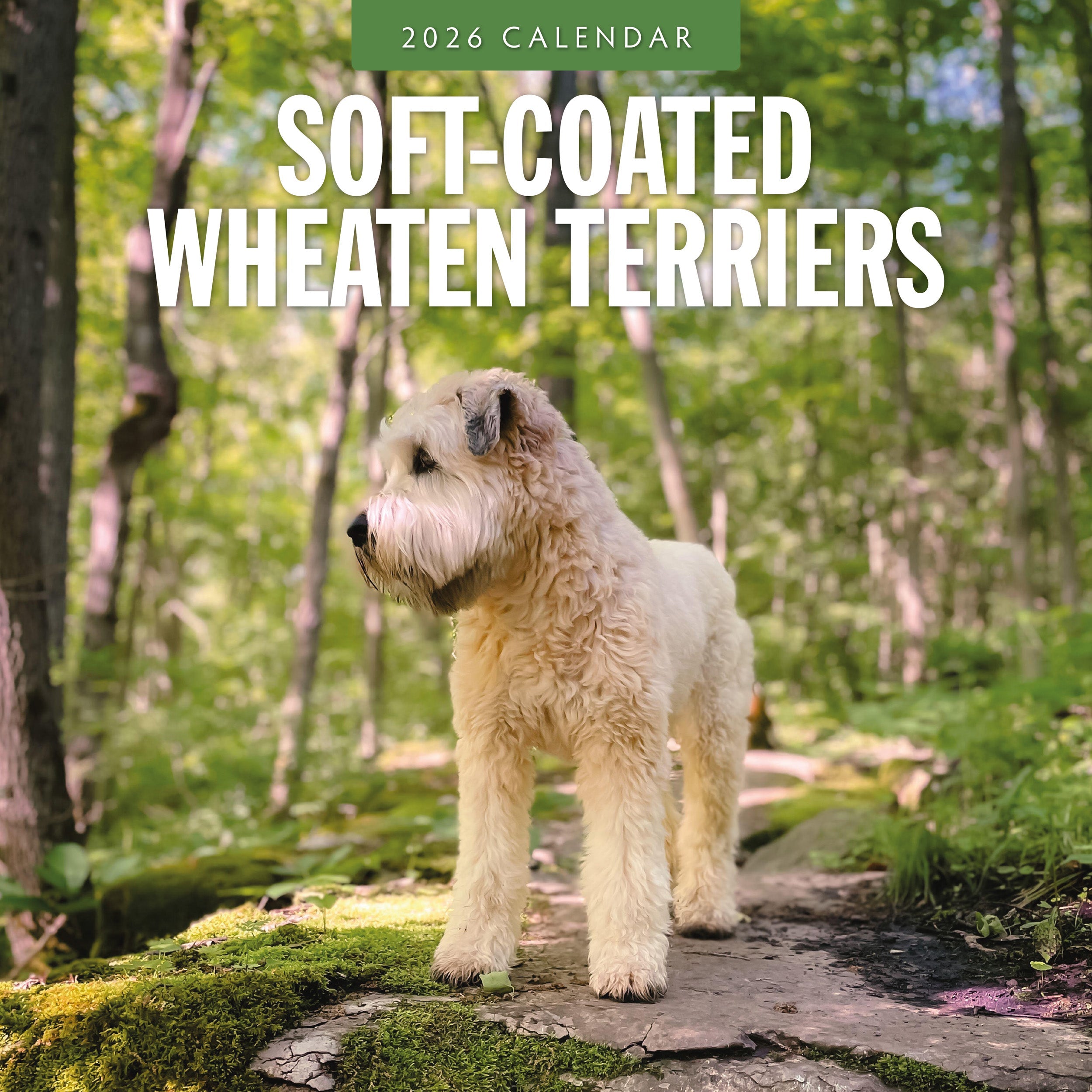 2026 Soft-coated Wheaten Terriers - Square Wall Calendar