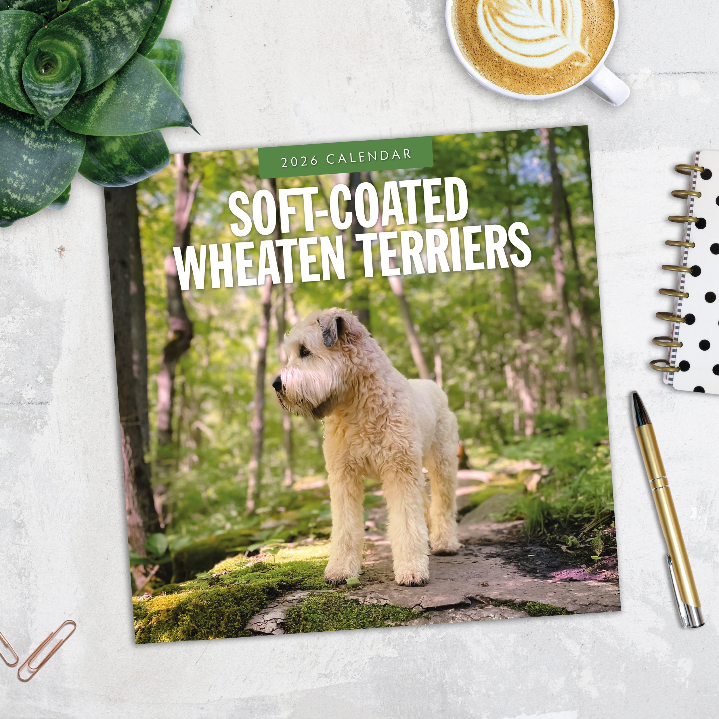 2026 Soft-coated Wheaten Terriers - Square Wall Calendar