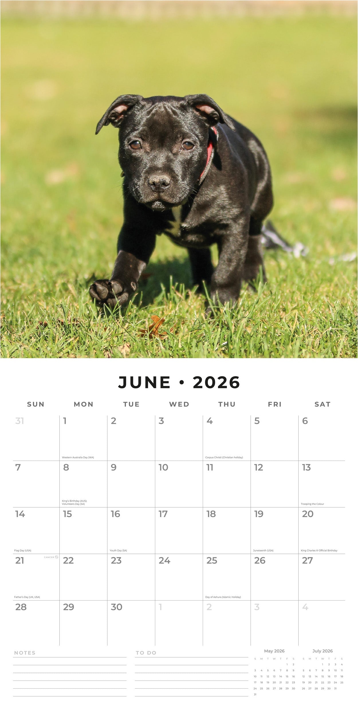 2026 Staffordshire Bull Terrier Puppies - Square Wall Calendar