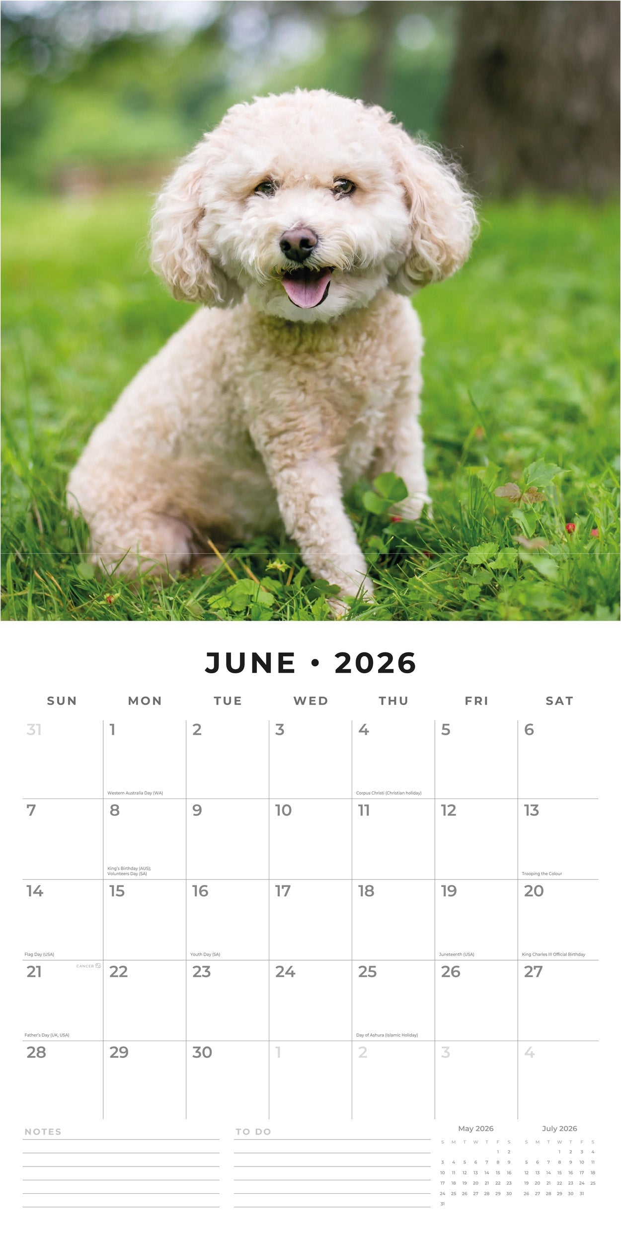 2026 Toy and Miniature Poodles - Square Wall Calendar