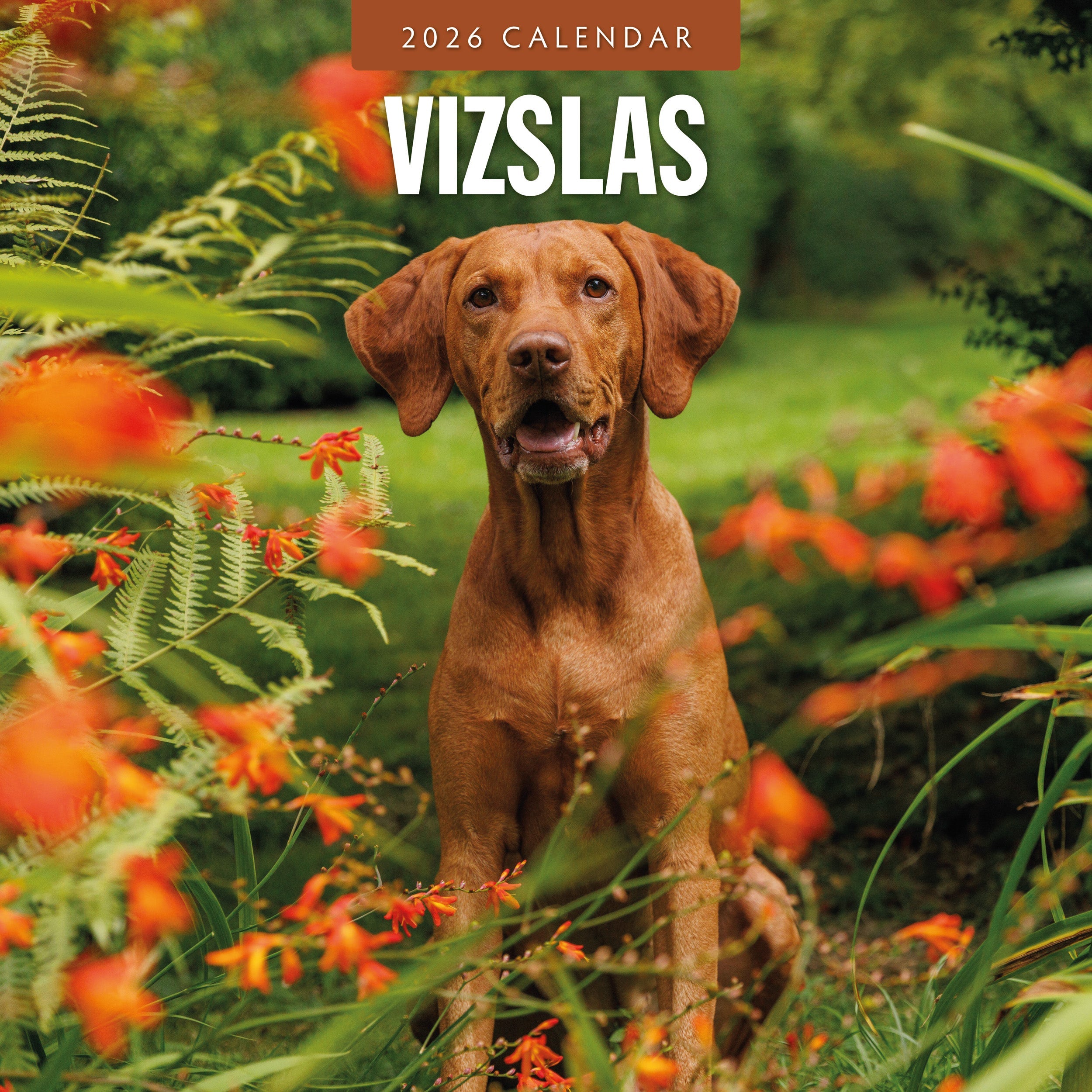 2026 Vizslas - Square Wall Calendar
