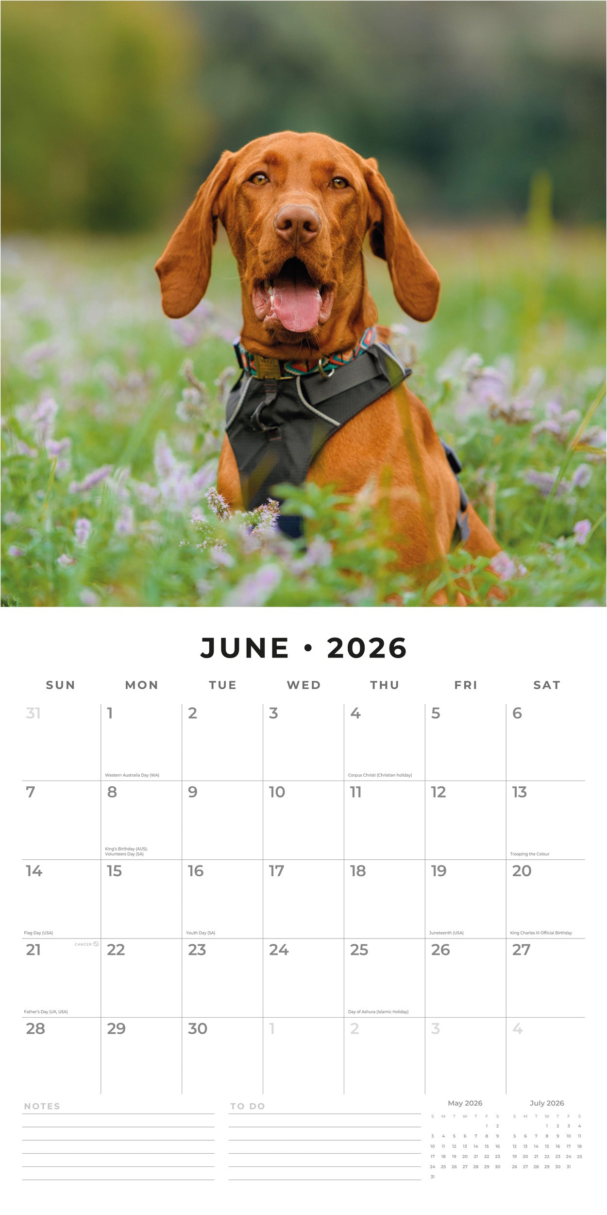 2026 Vizslas - Square Wall Calendar