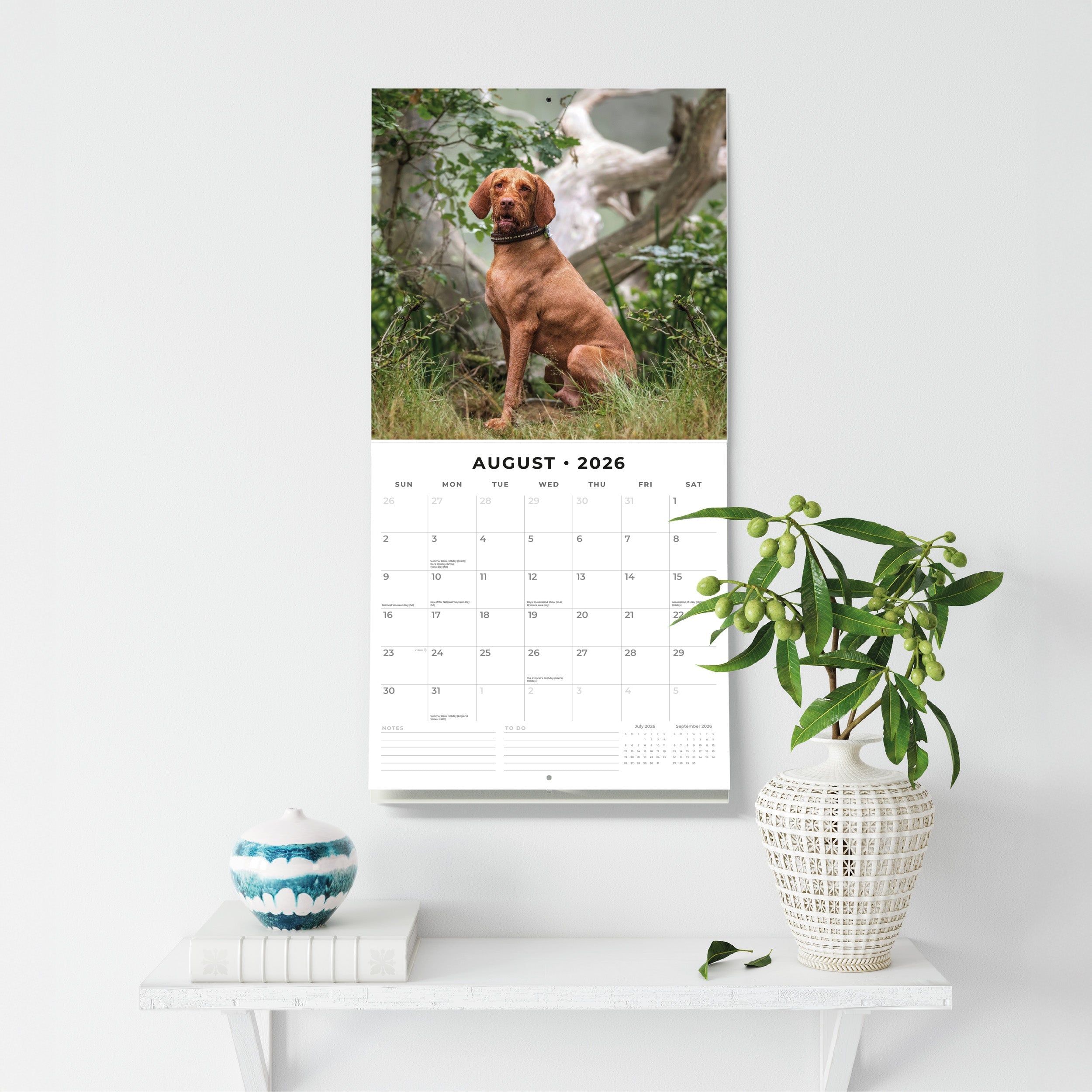 2026 Vizslas - Square Wall Calendar