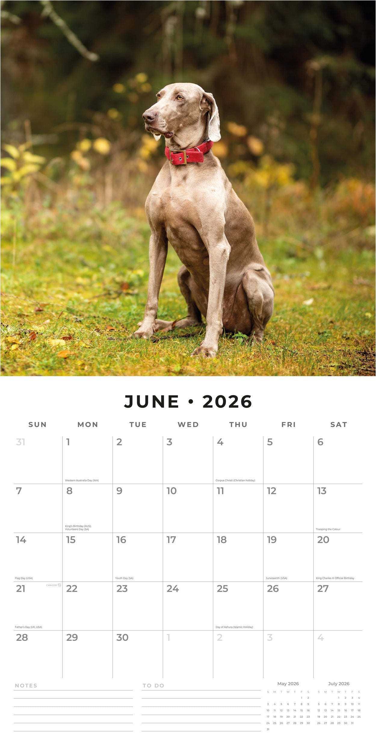 2026 Weimaraners - Square Wall Calendar