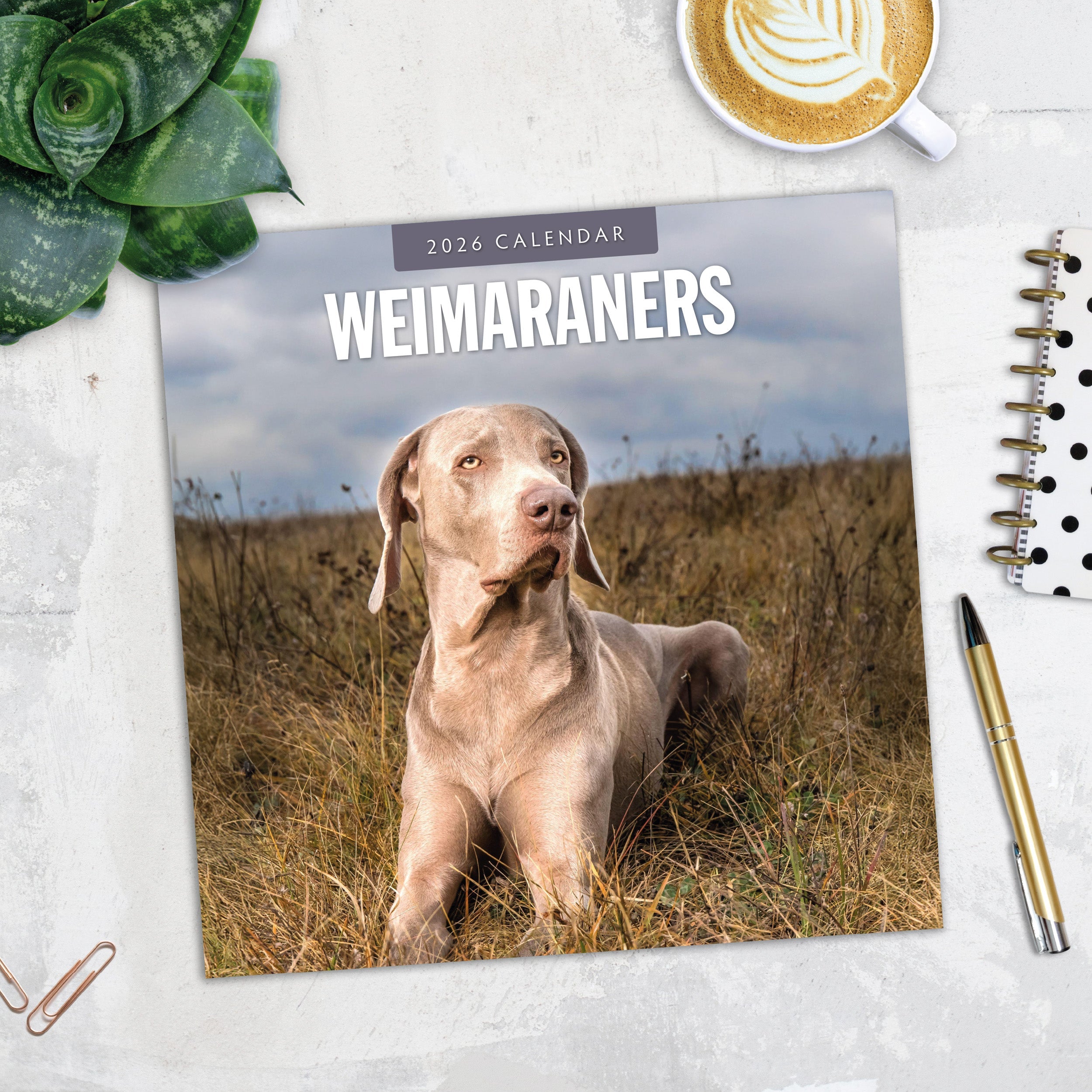 2026 Weimaraners - Square Wall Calendar