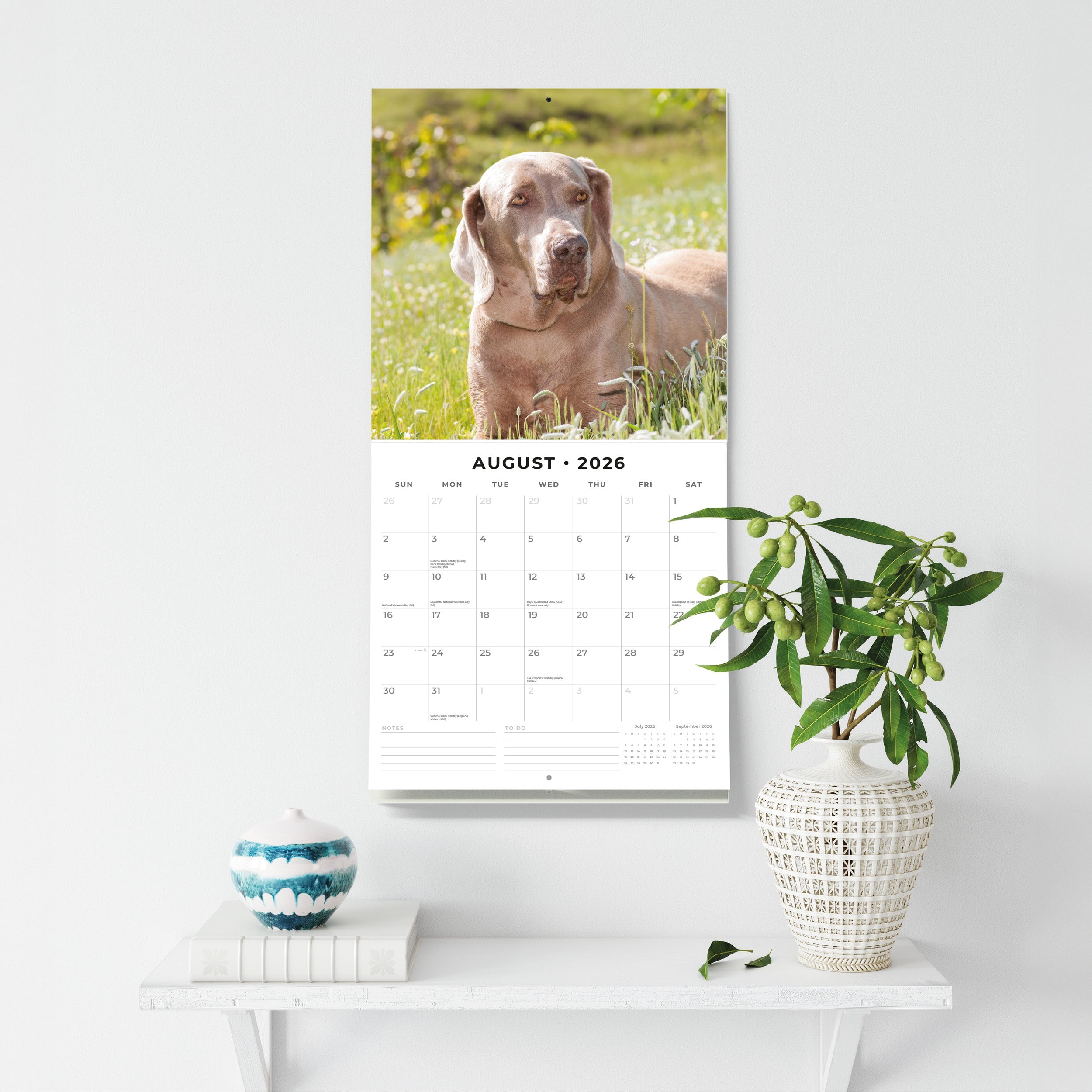 2026 Weimaraners - Square Wall Calendar
