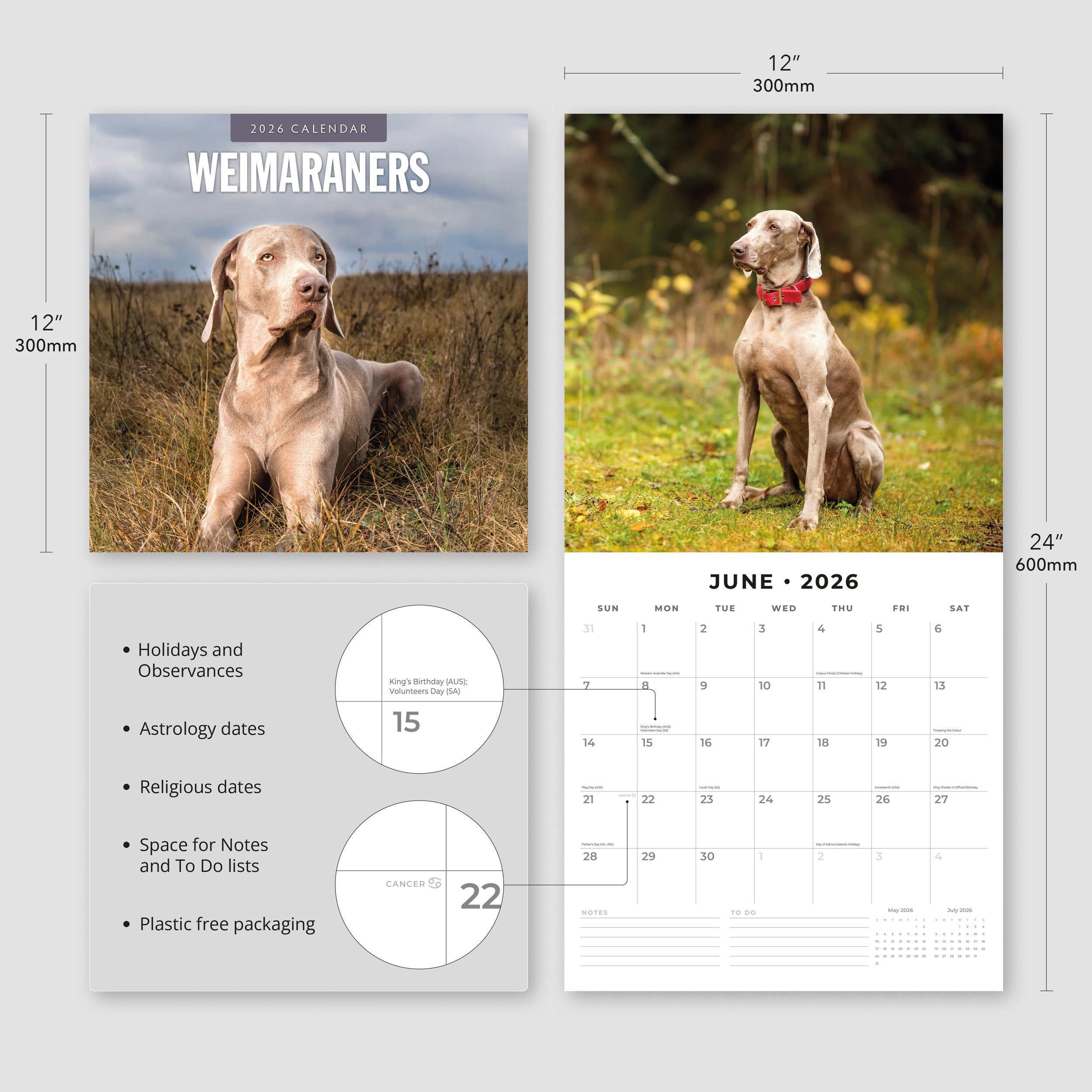 2026 Weimaraners - Square Wall Calendar