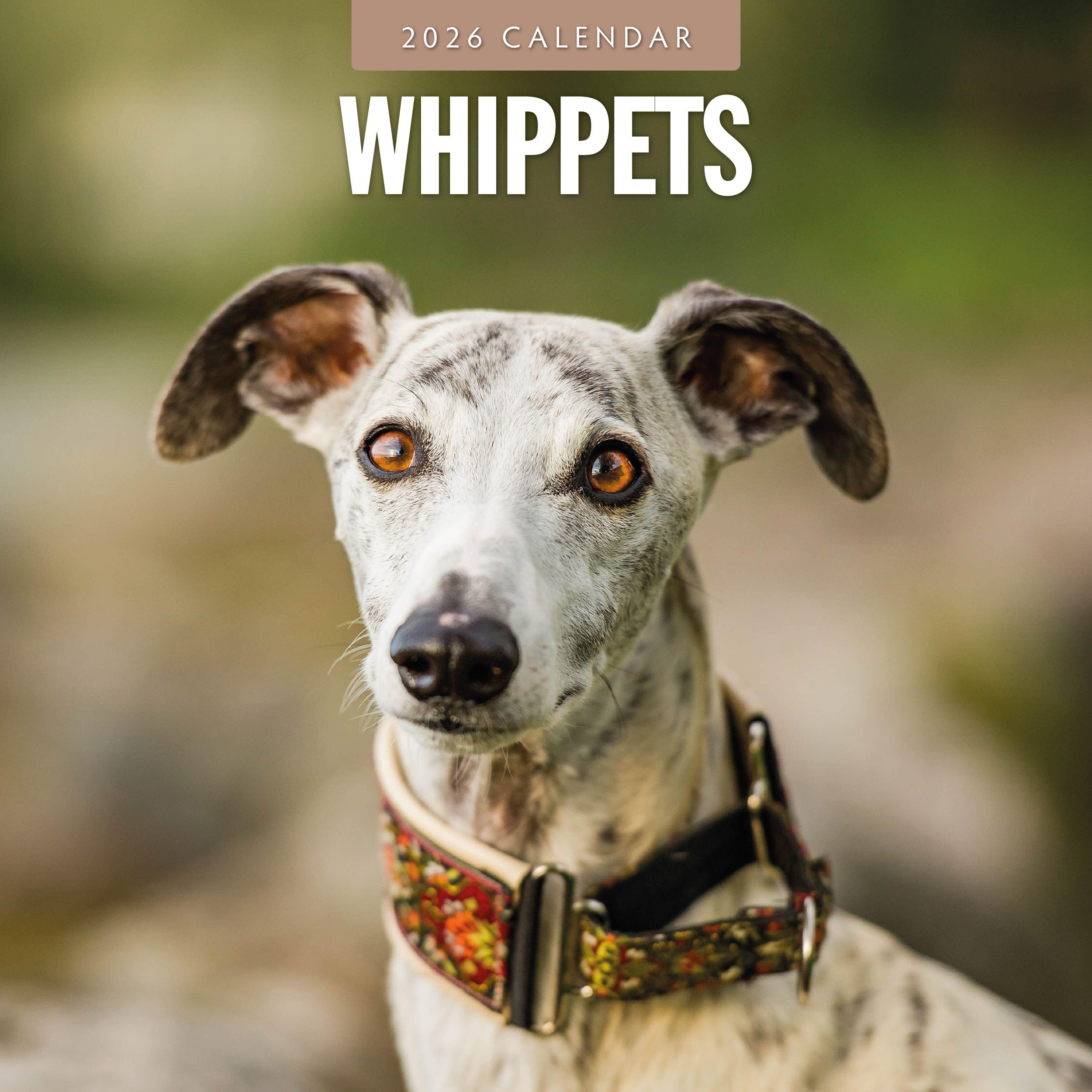 2026 Whippets - Square Wall Calendar