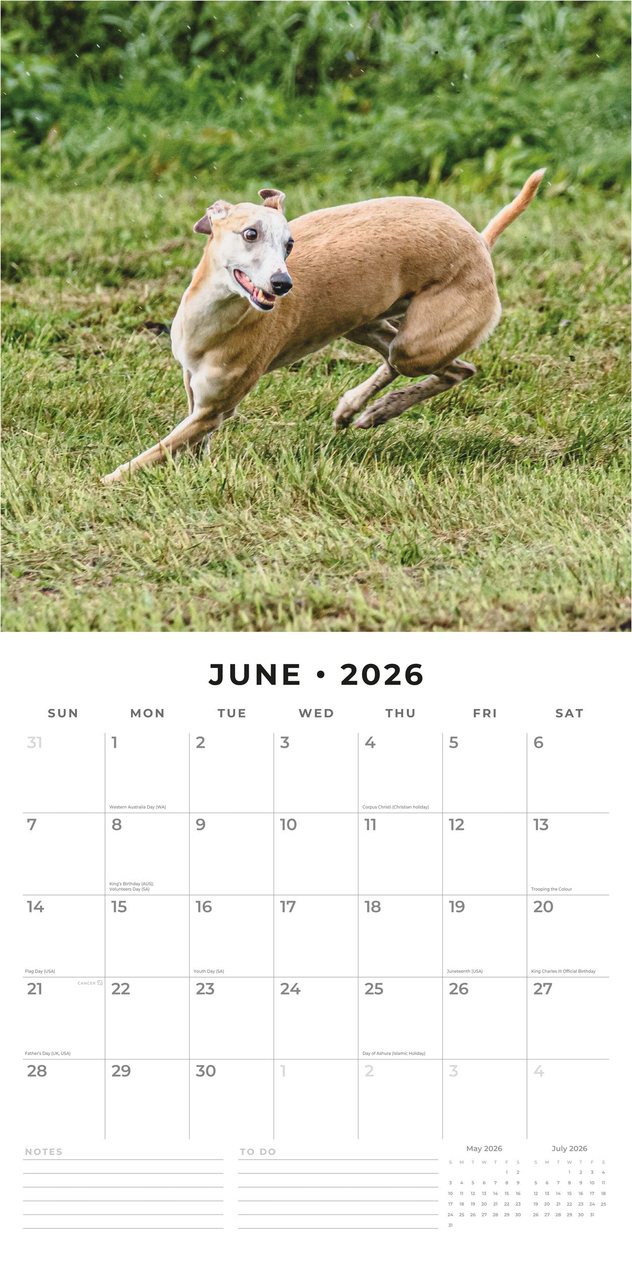 2026 Whippets - Square Wall Calendar