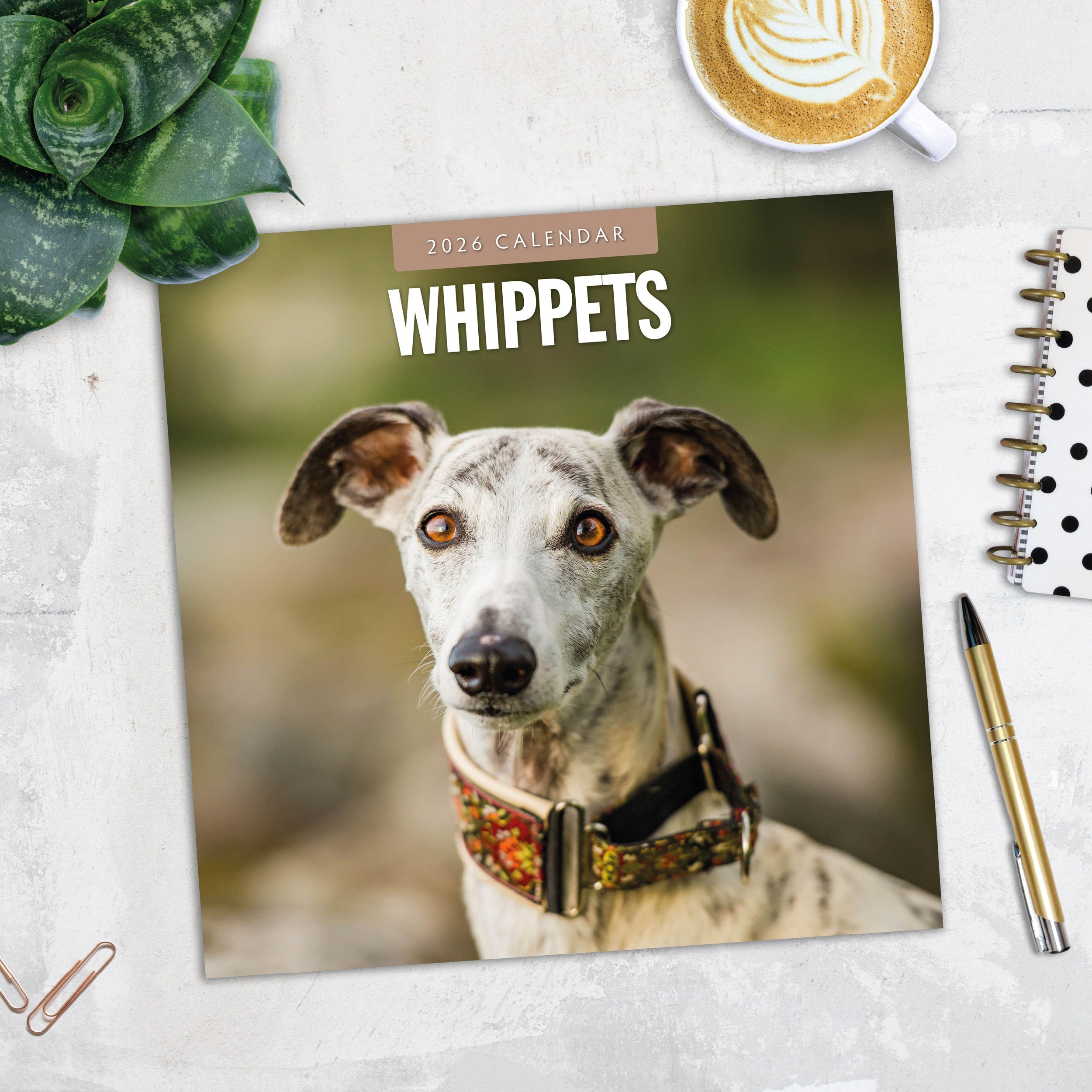 2026 Whippets - Square Wall Calendar