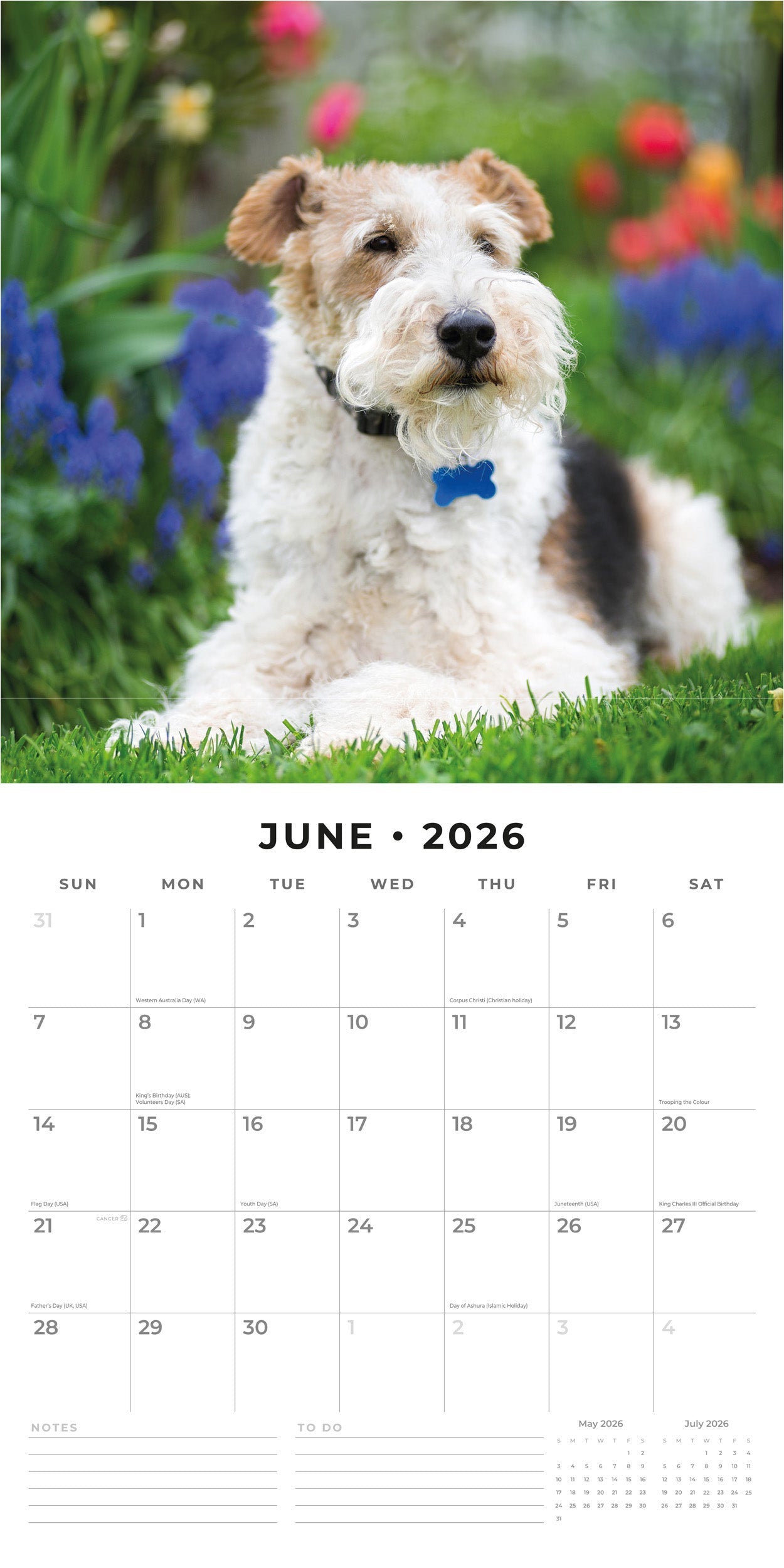 2026 Wire Fox Terriers - Square Wall Calendar