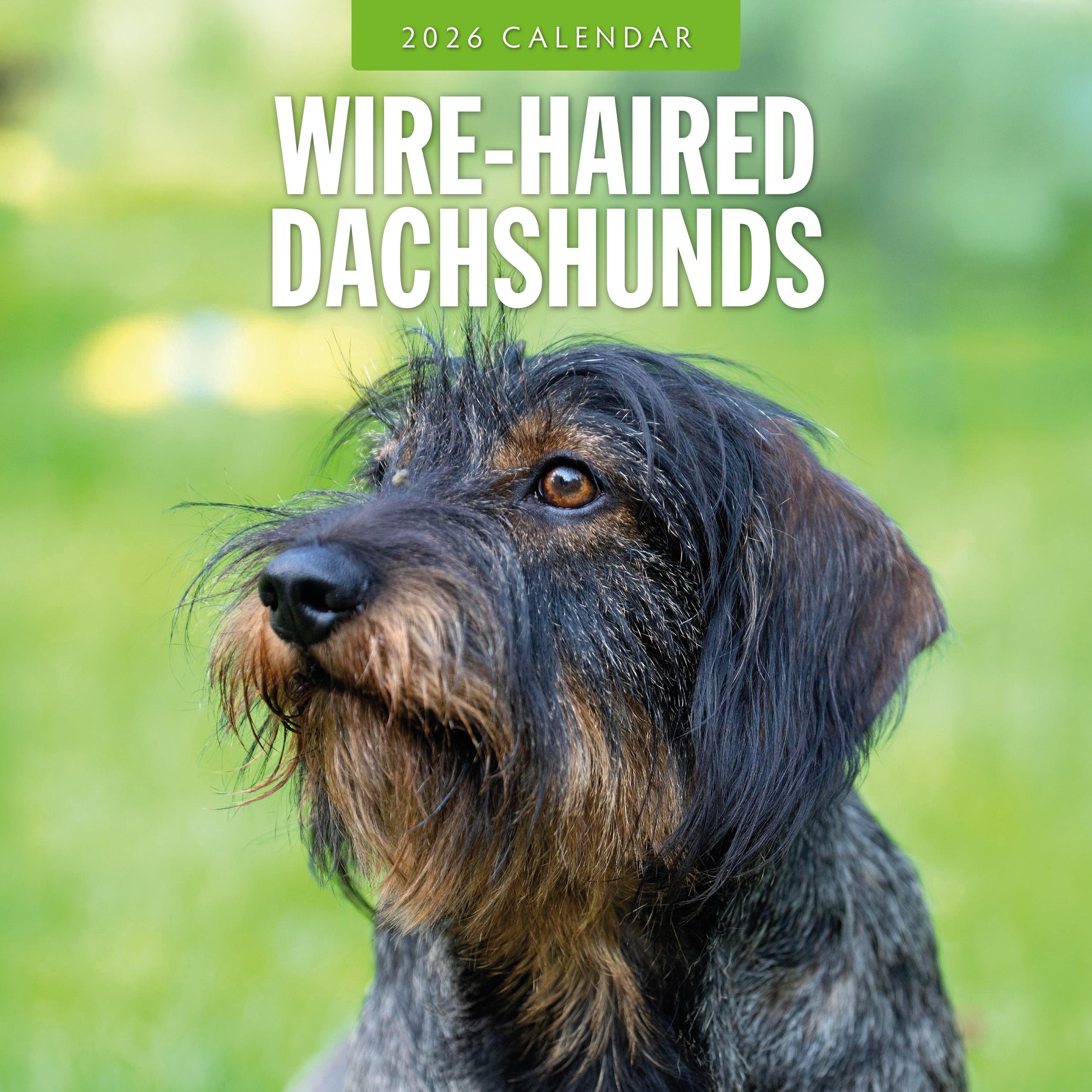 2026 Wire-haired Dachshunds - Square Wall Calendar