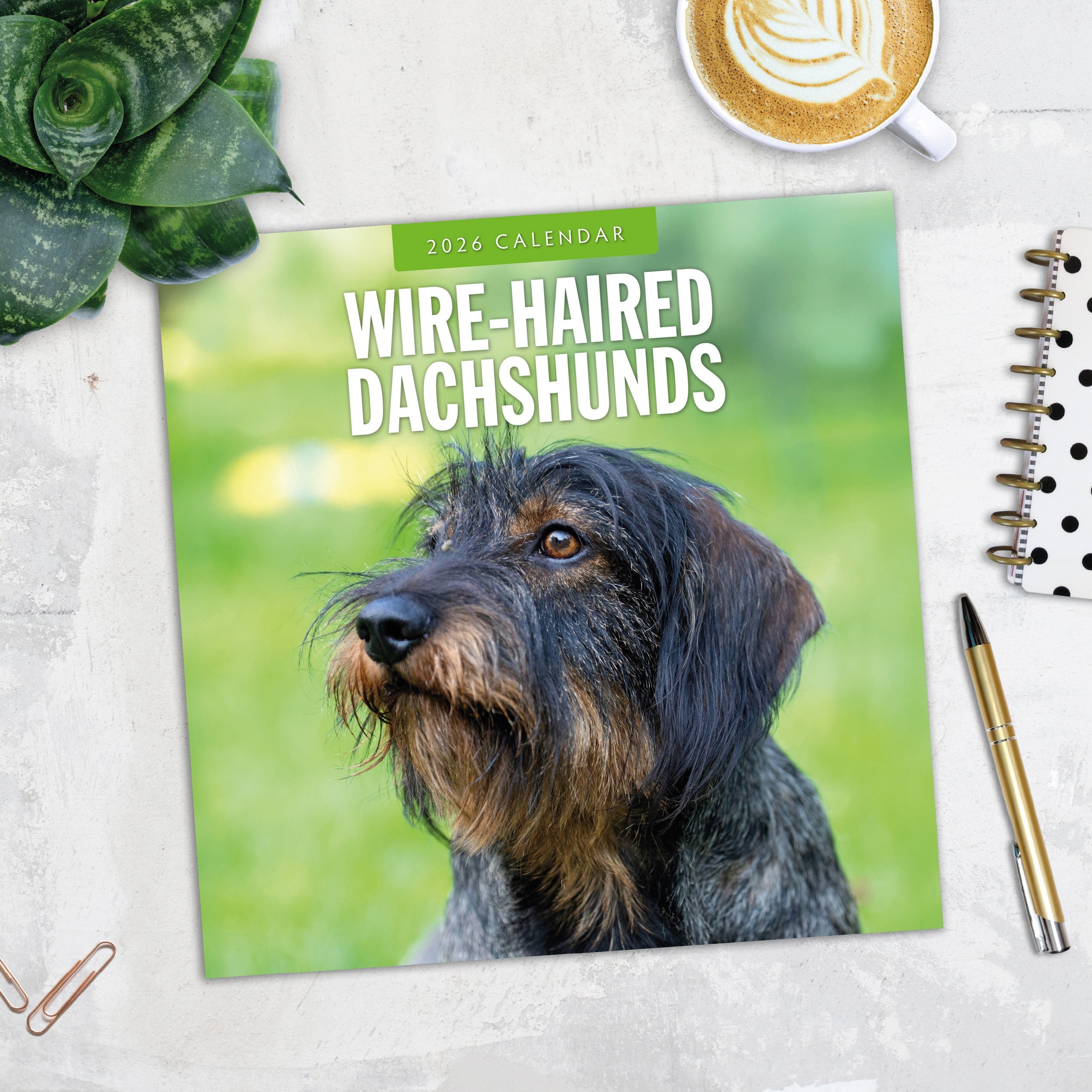 2026 Wire-haired Dachshunds - Square Wall Calendar