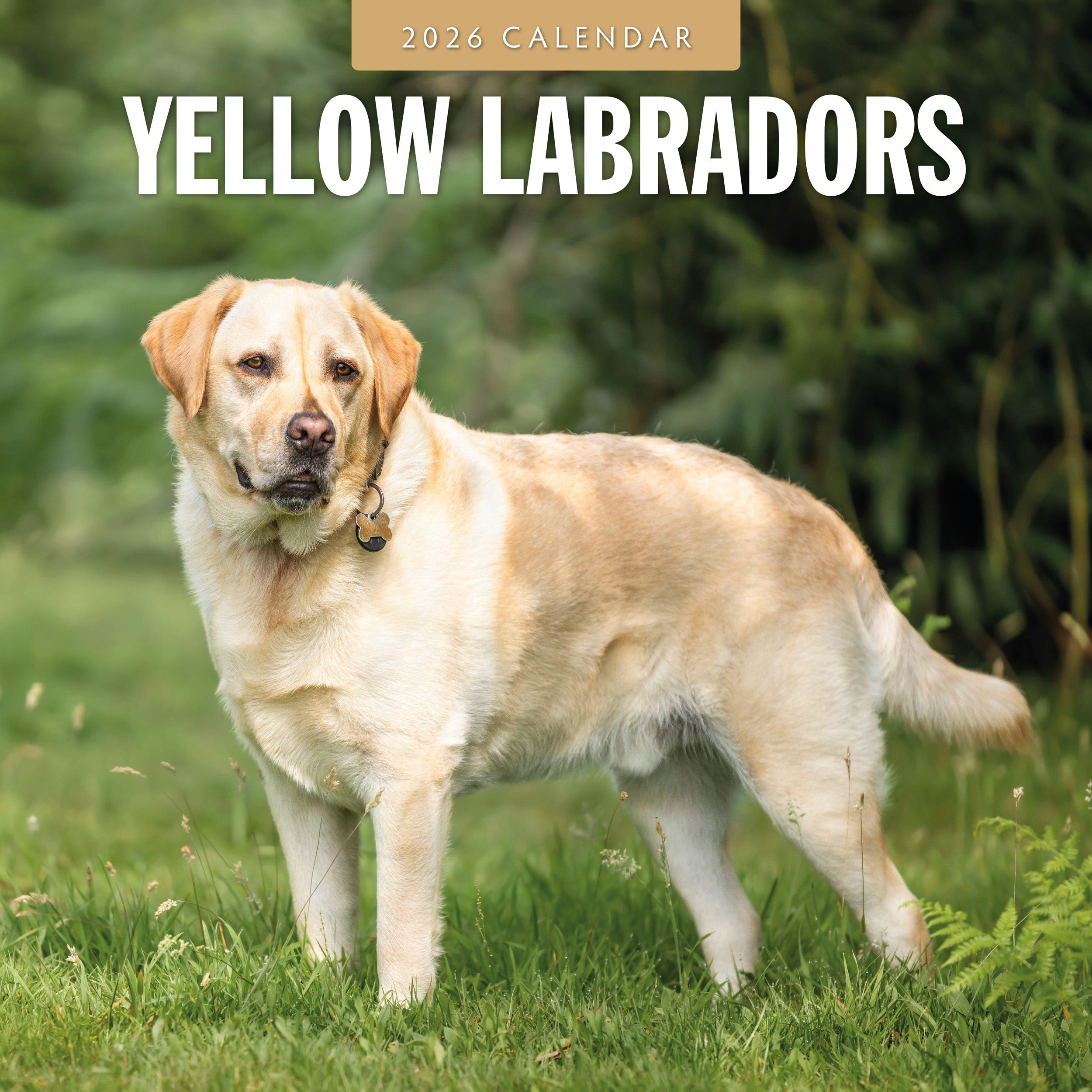 2026 Yellow Labrador - Square Wall Calendar