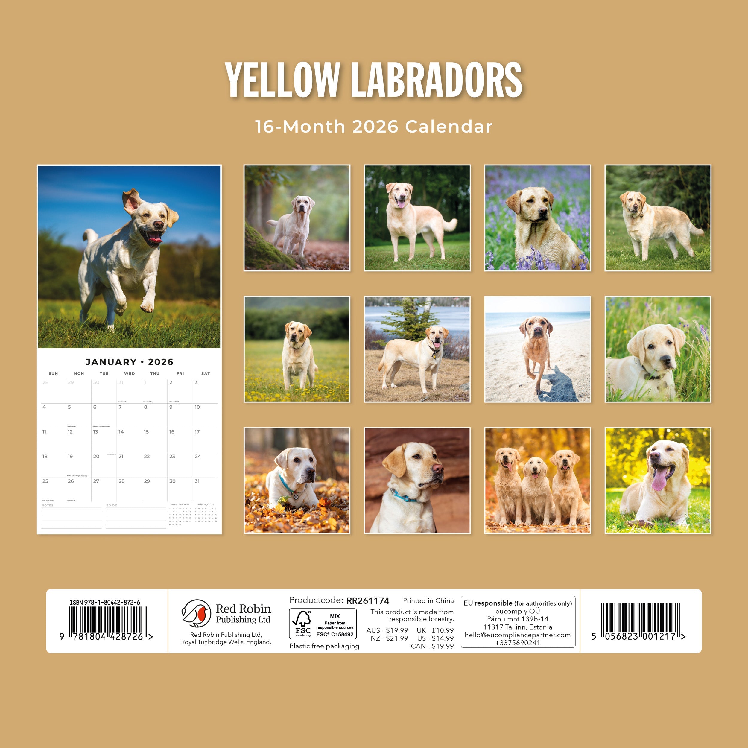 2026 Yellow Labrador - Square Wall Calendar