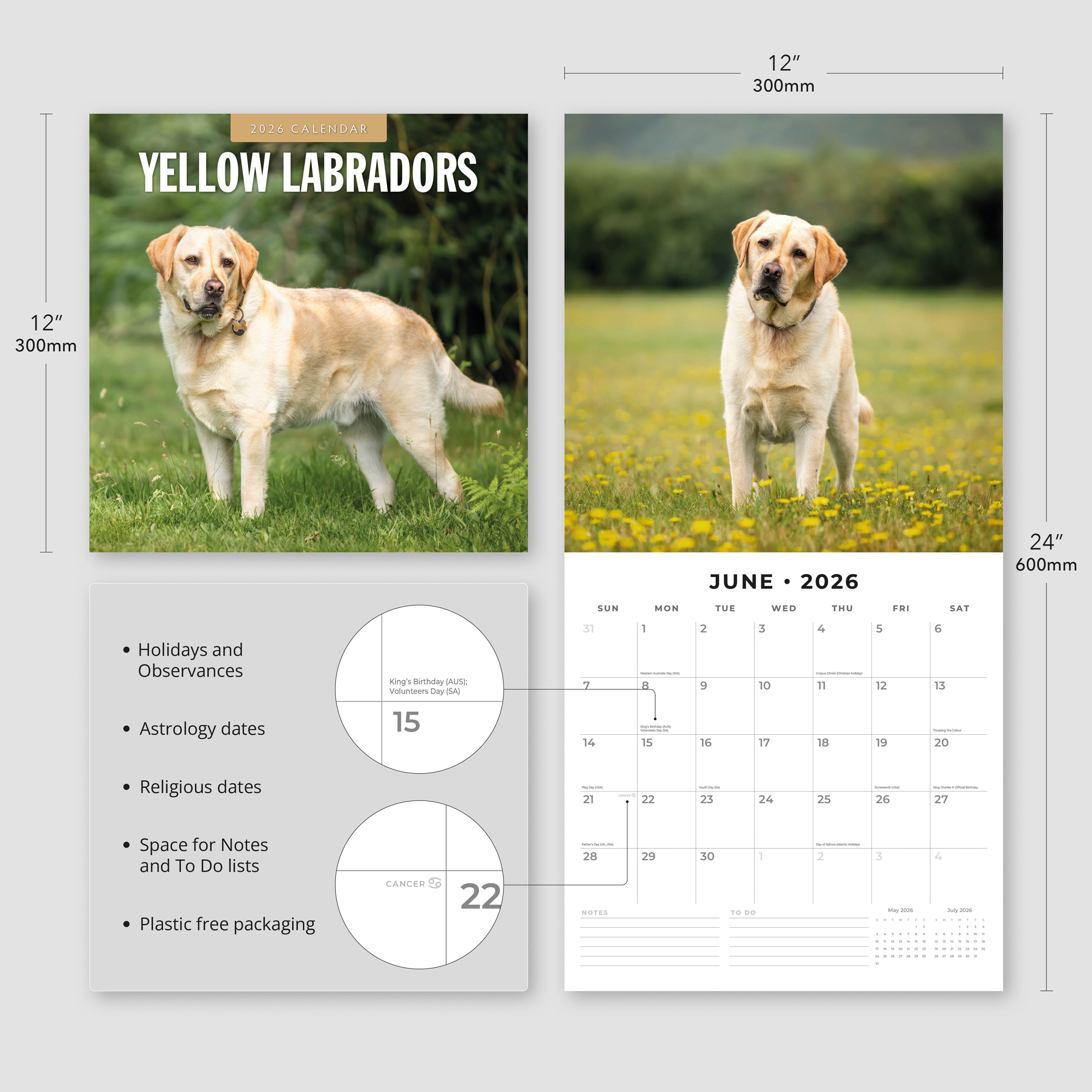 2026 Yellow Labrador - Square Wall Calendar