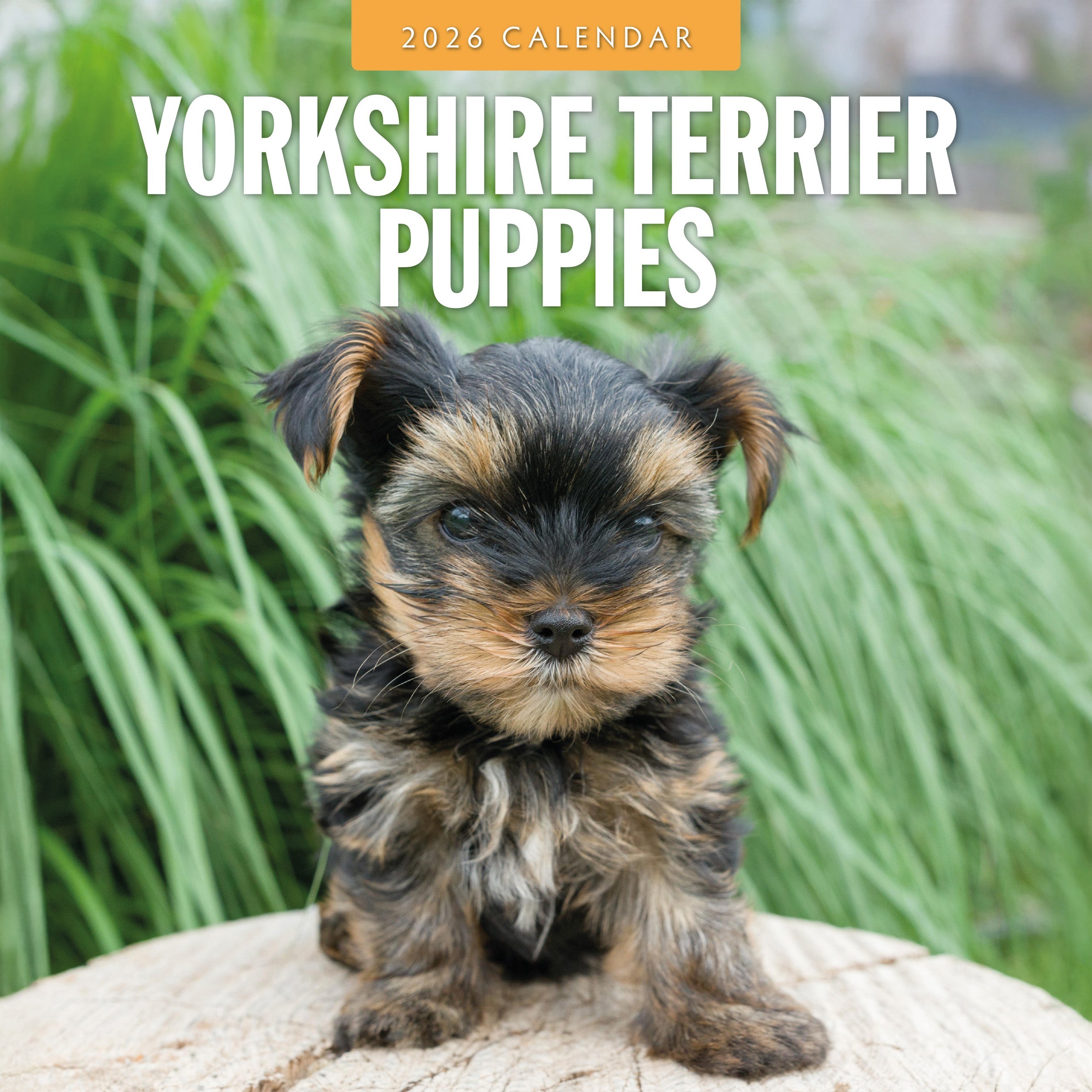 2026 Yorkshire Terrier Puppies - Square Wall Calendar