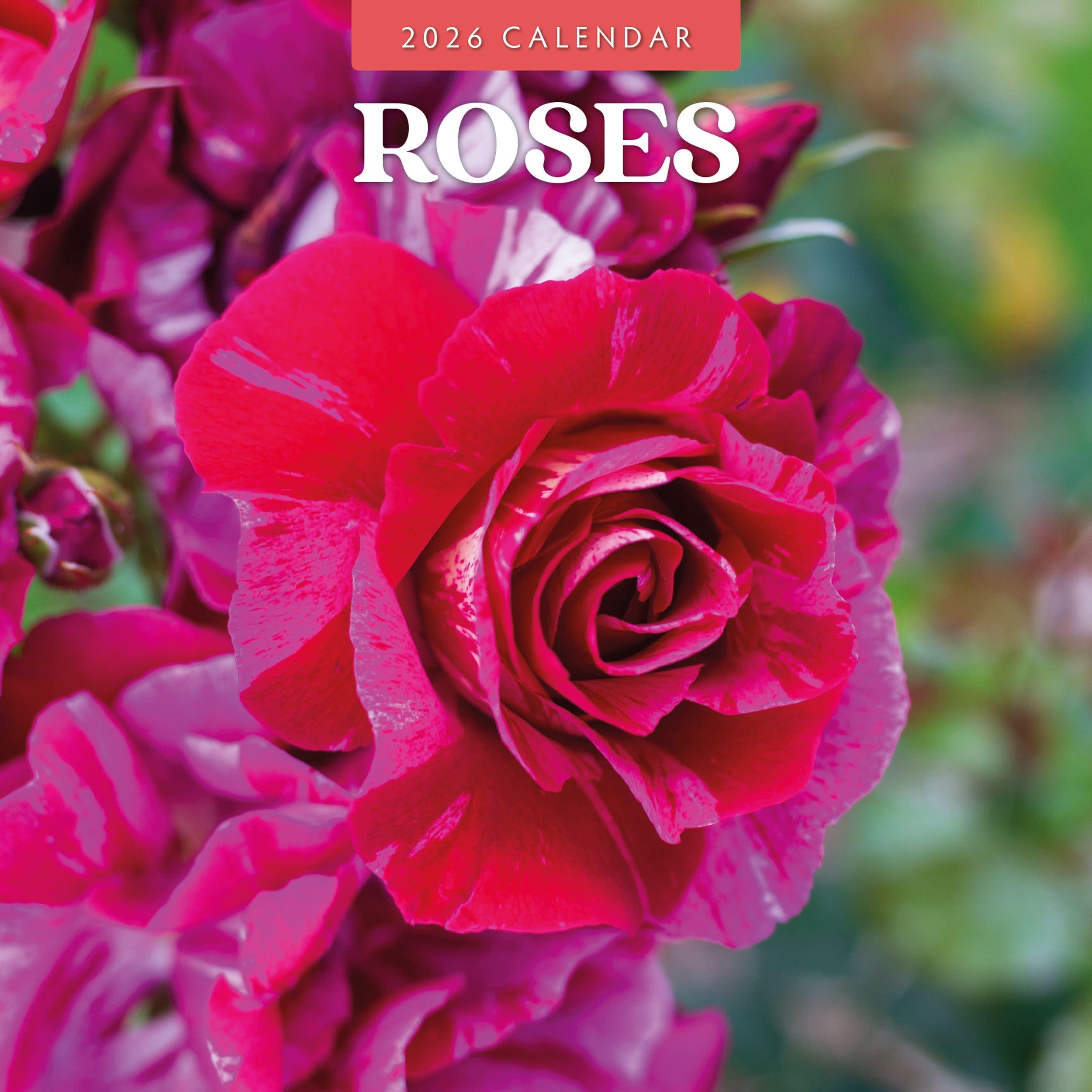 2026 Roses - Square Wall Calendar