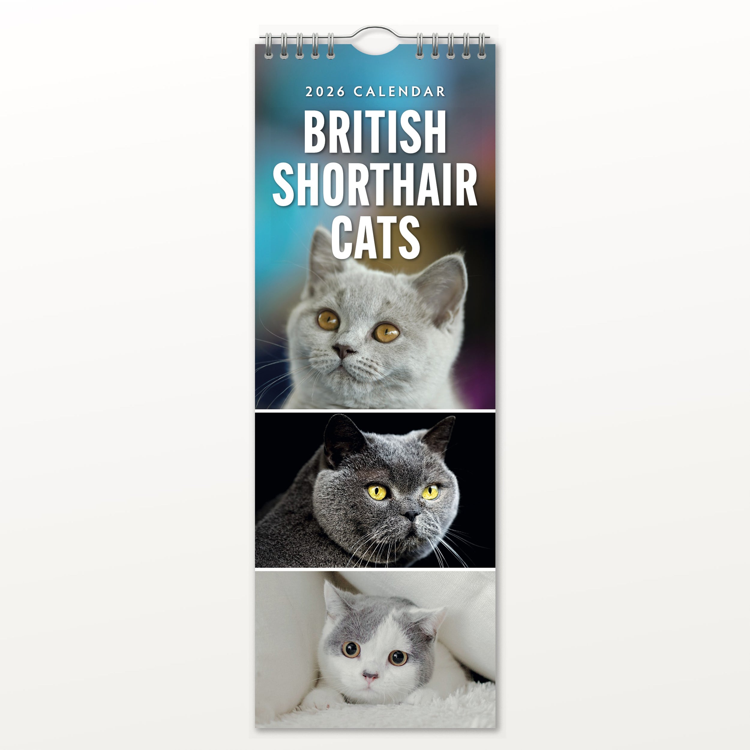 2026 British Shorthair Cats - Slim Wall Calendar