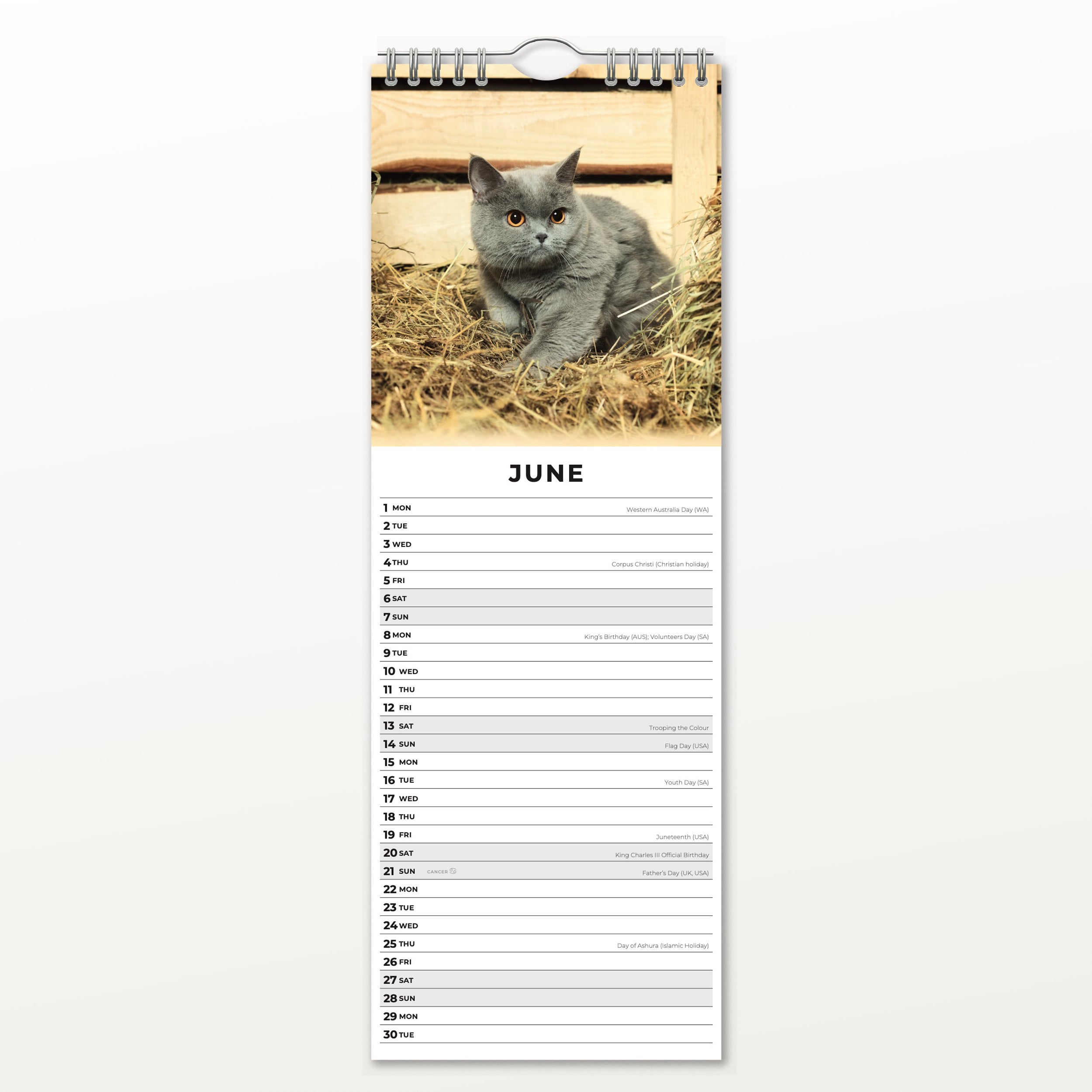2026 British Shorthair Cats - Slim Wall Calendar