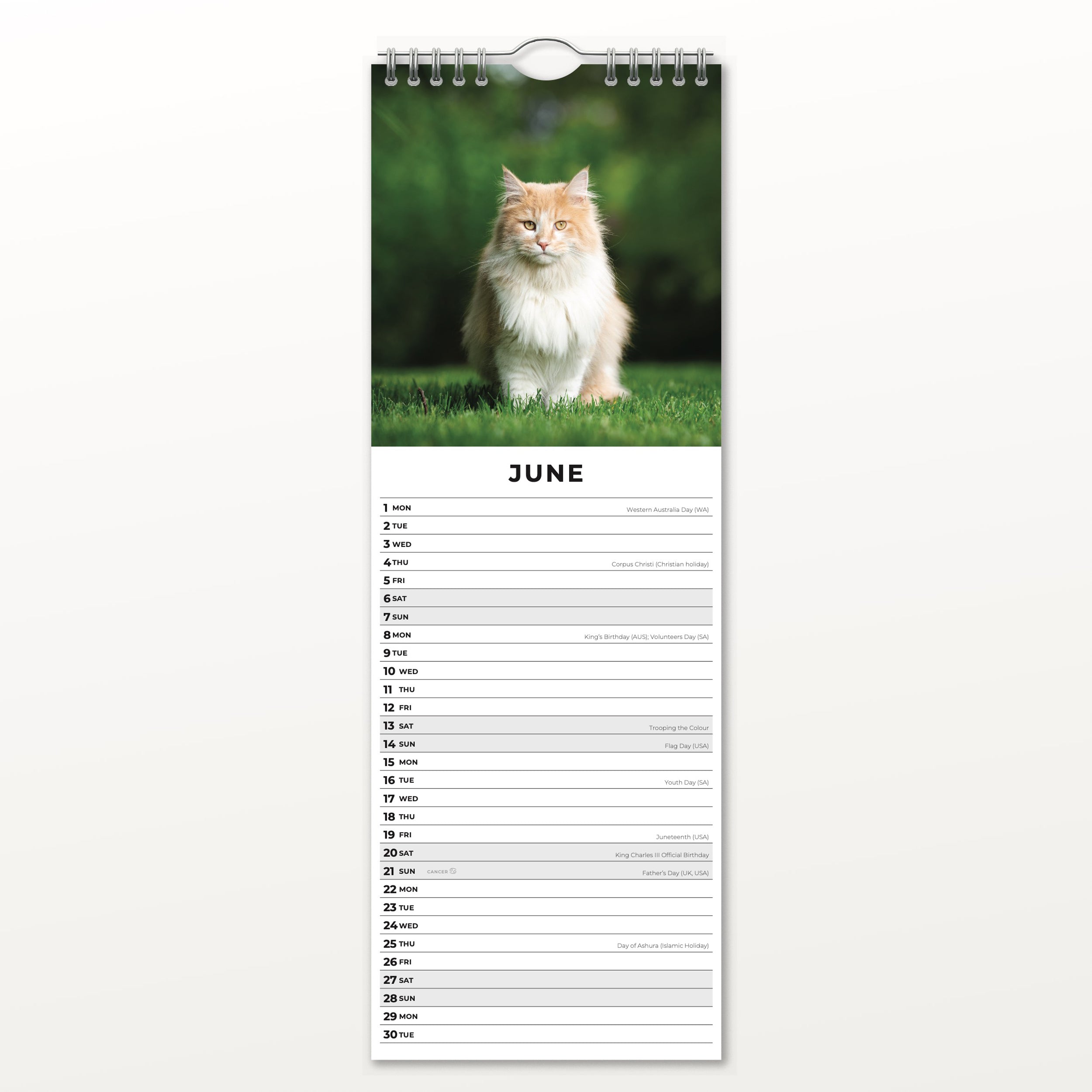 2026 Maine Coon Cats - Slim Wall Calendar