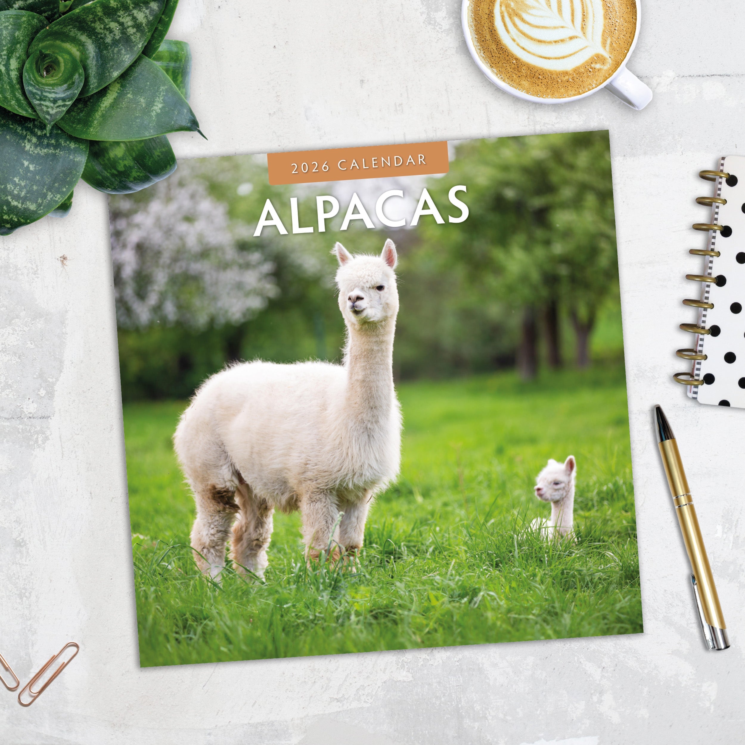 2026 Alpacas - Square Wall Calendar