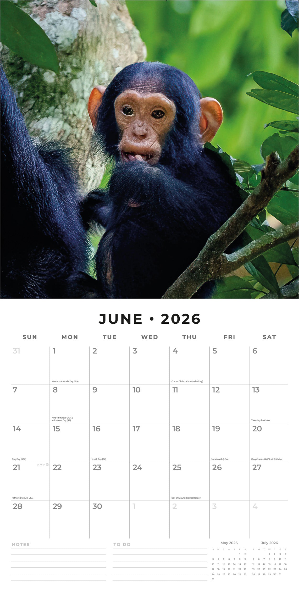 2026 Apes - Square Wall Calendar