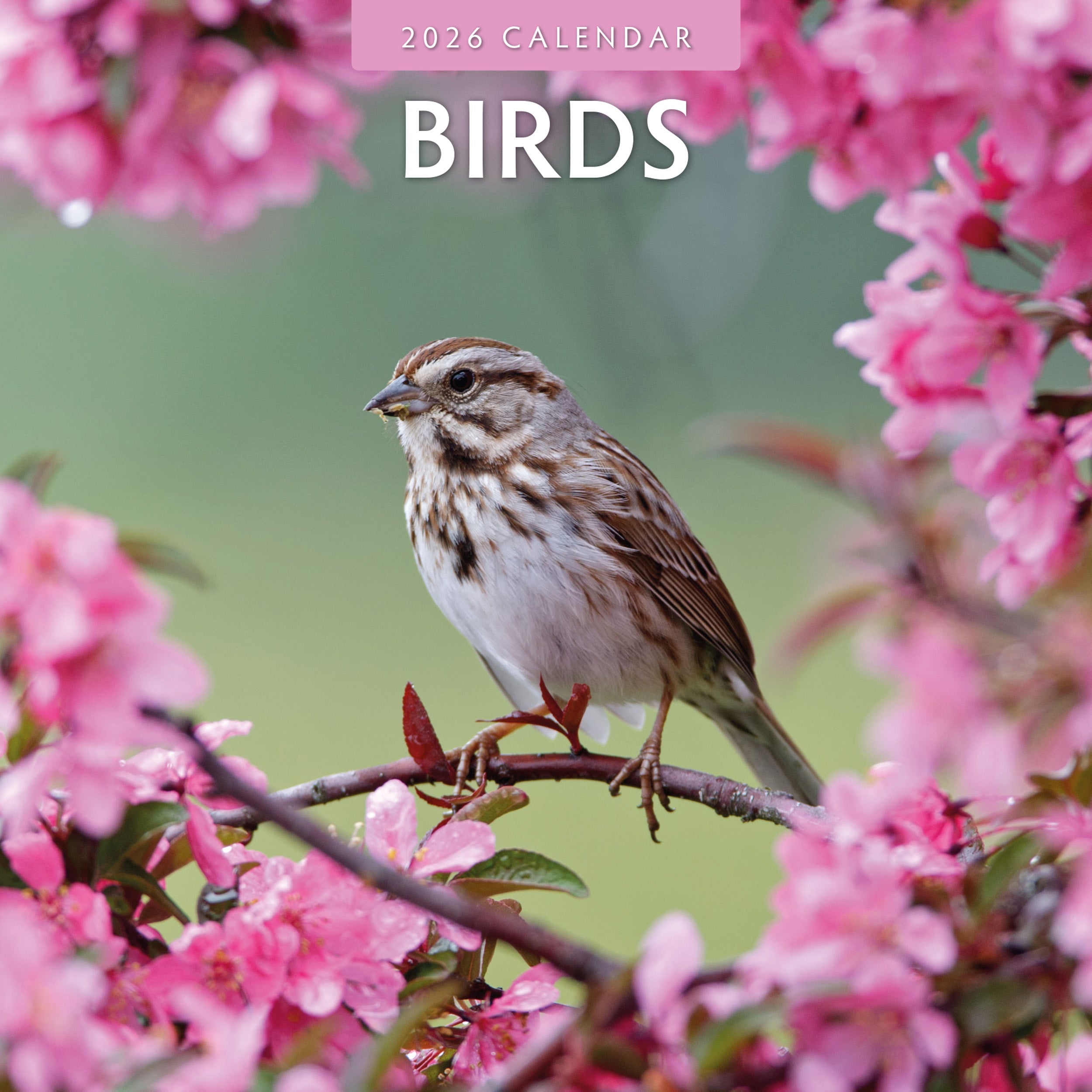 2026 Birds - Square Wall Calendar