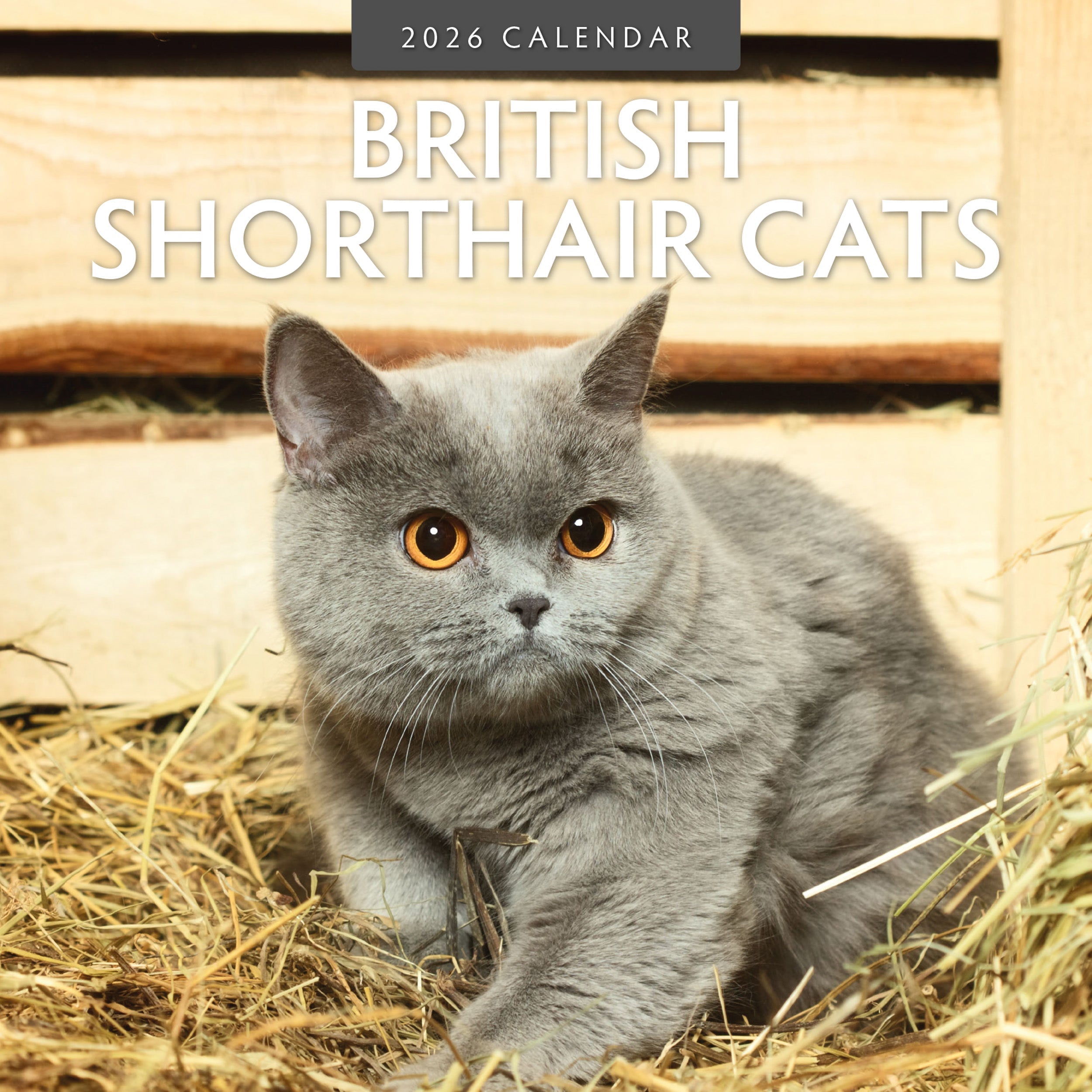 2026 British Shorthair Cats - Square Wall Calendar