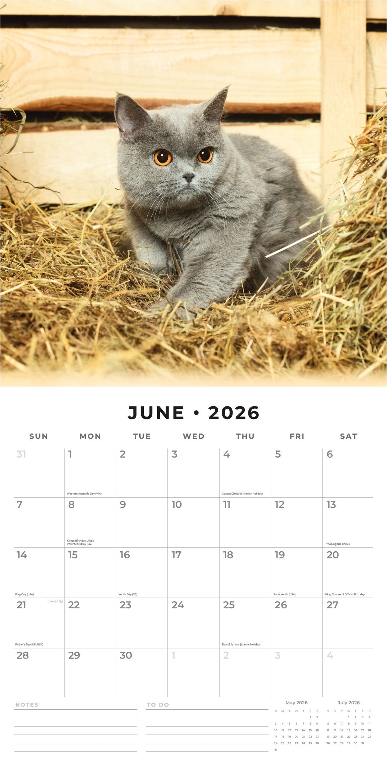 2026 British Shorthair Cats - Square Wall Calendar