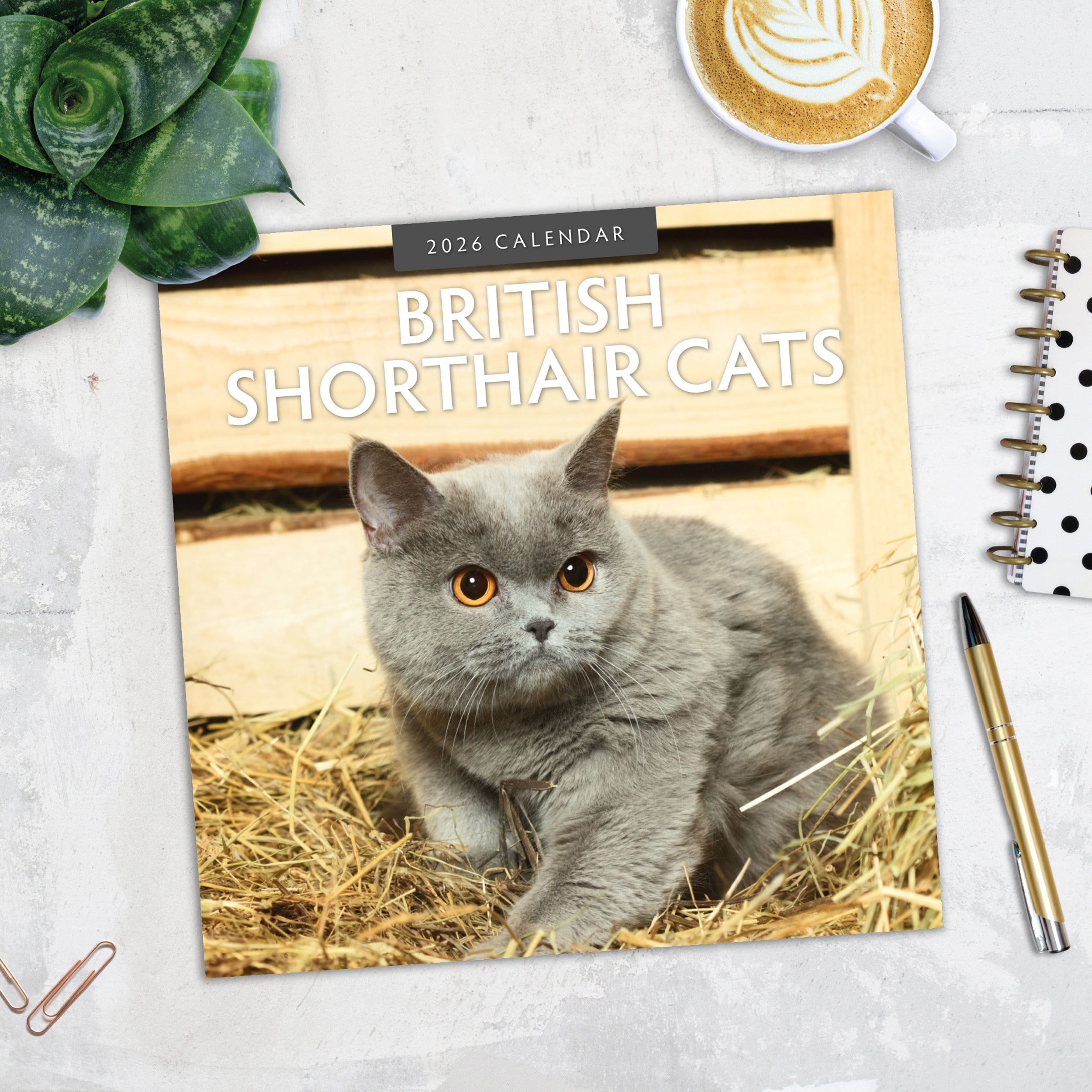 2026 British Shorthair Cats - Square Wall Calendar