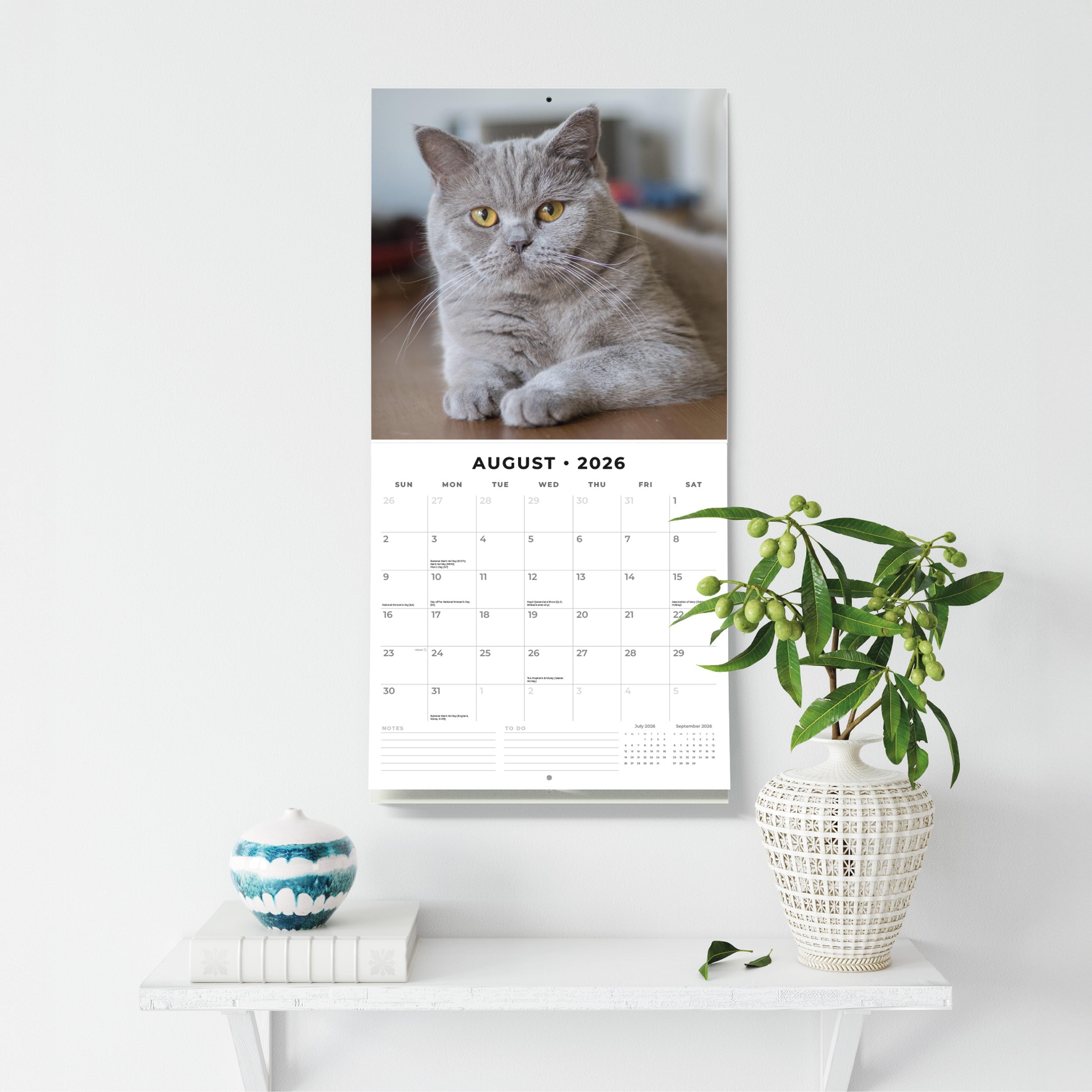 2026 British Shorthair Cats - Square Wall Calendar