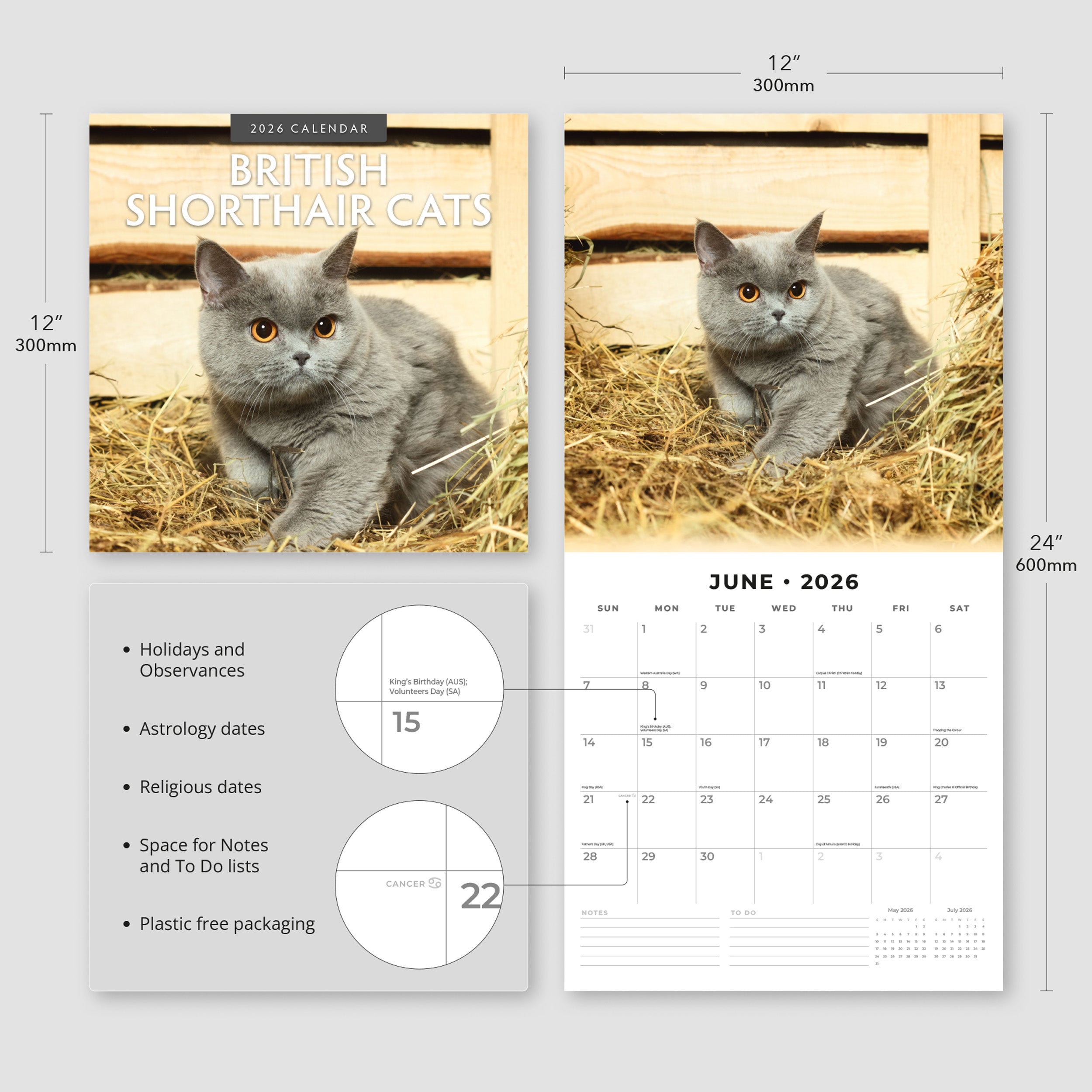 2026 British Shorthair Cats - Square Wall Calendar