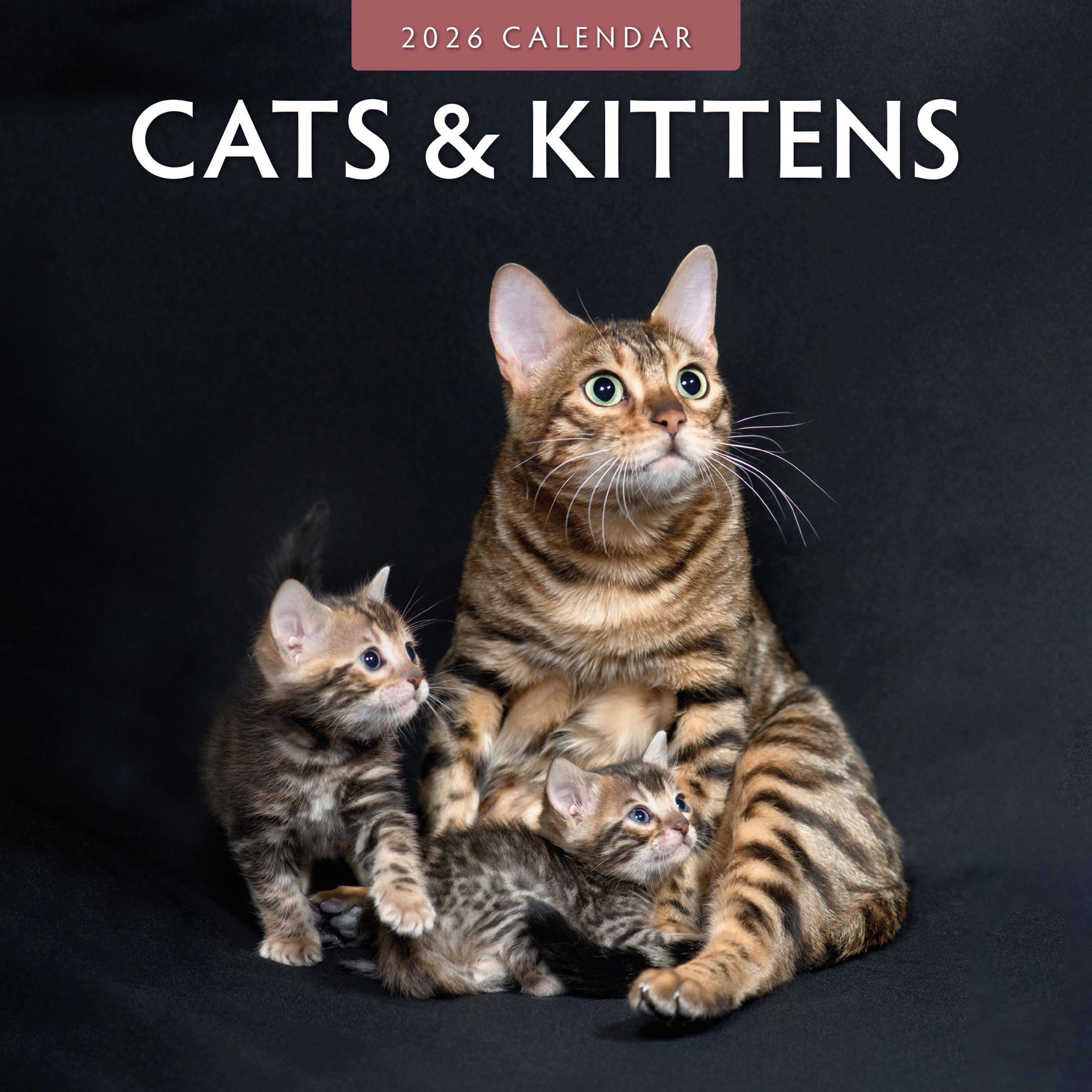 2026 Cats & Kittens - Square Wall Calendar