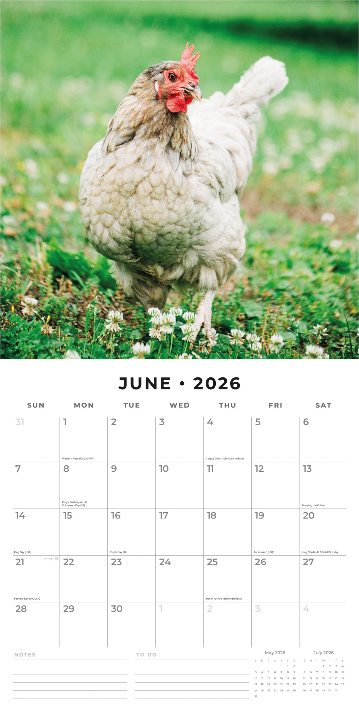 2026 Chickens - Square Wall Calendar