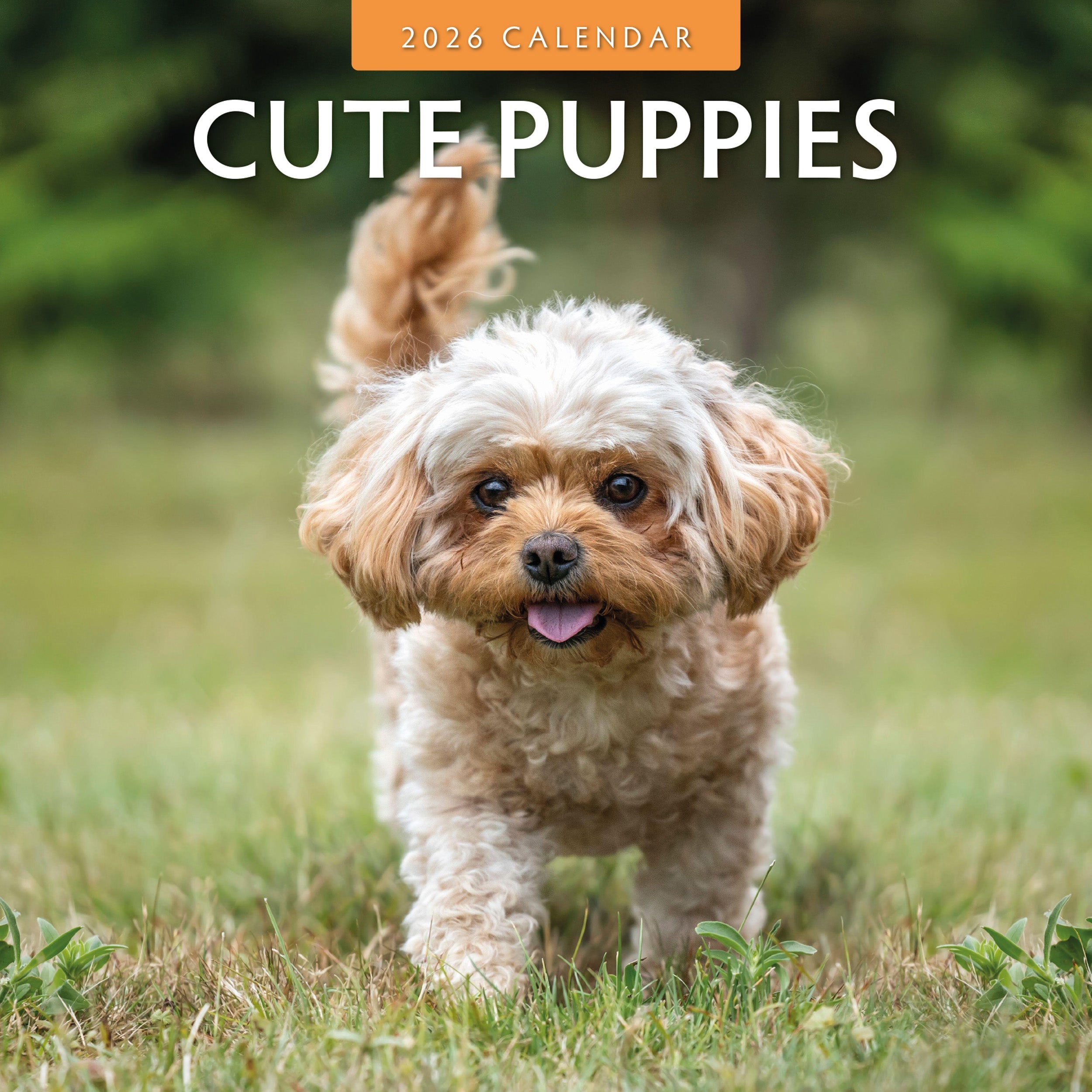 2026 Cute Puppies - Square Wall Calendar