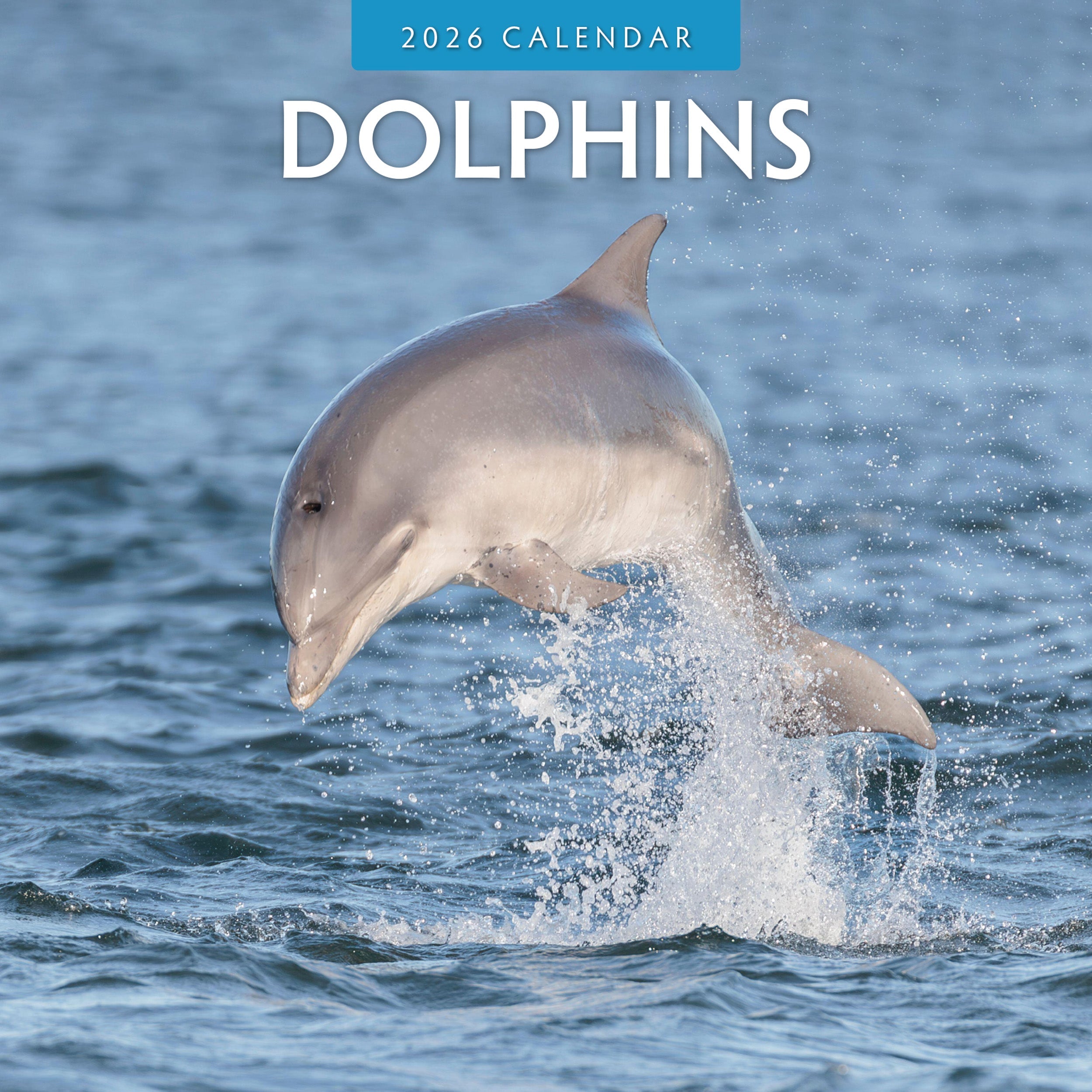 2026 Dolphins - Square Wall Calendar