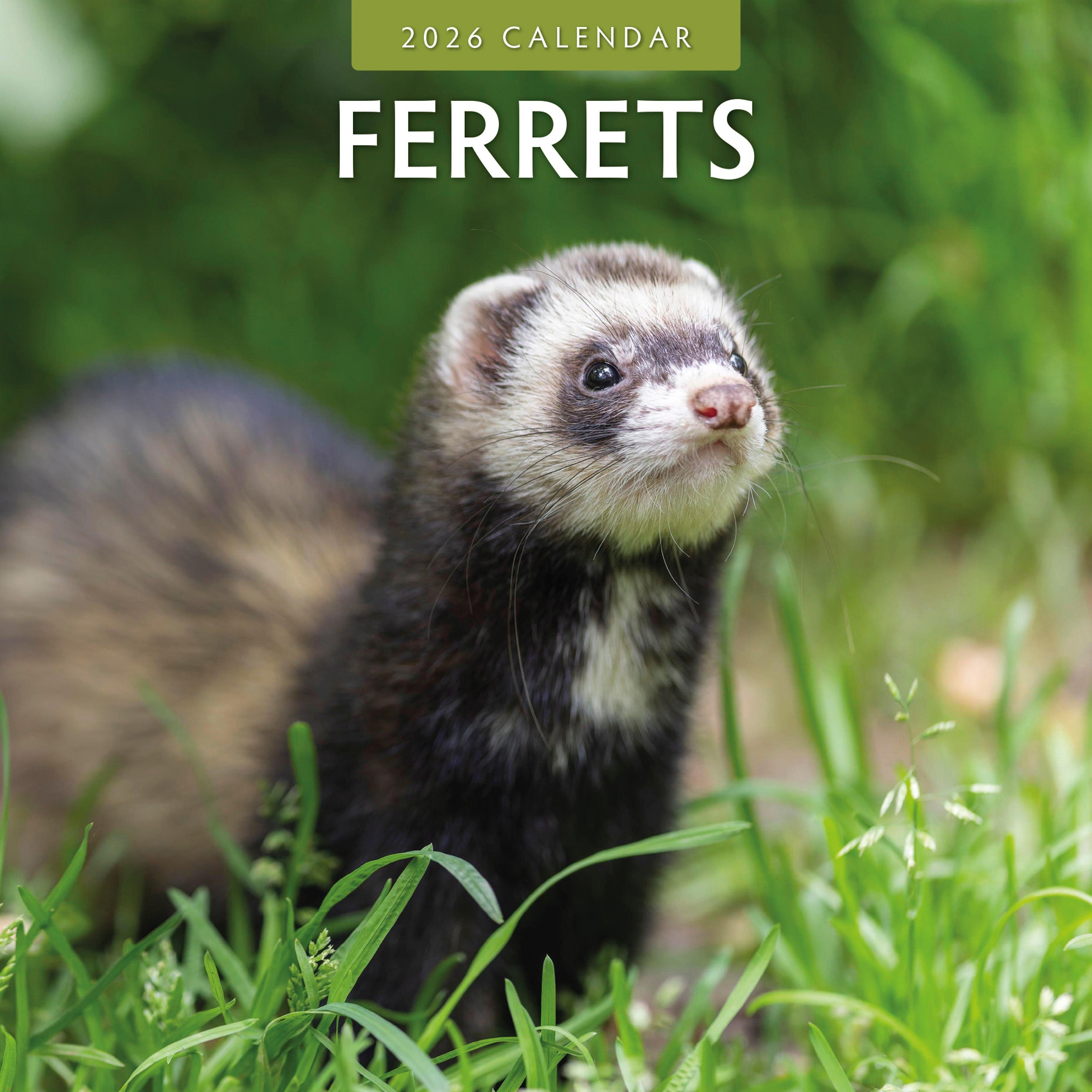 2026 Ferrets - Square Wall Calendar