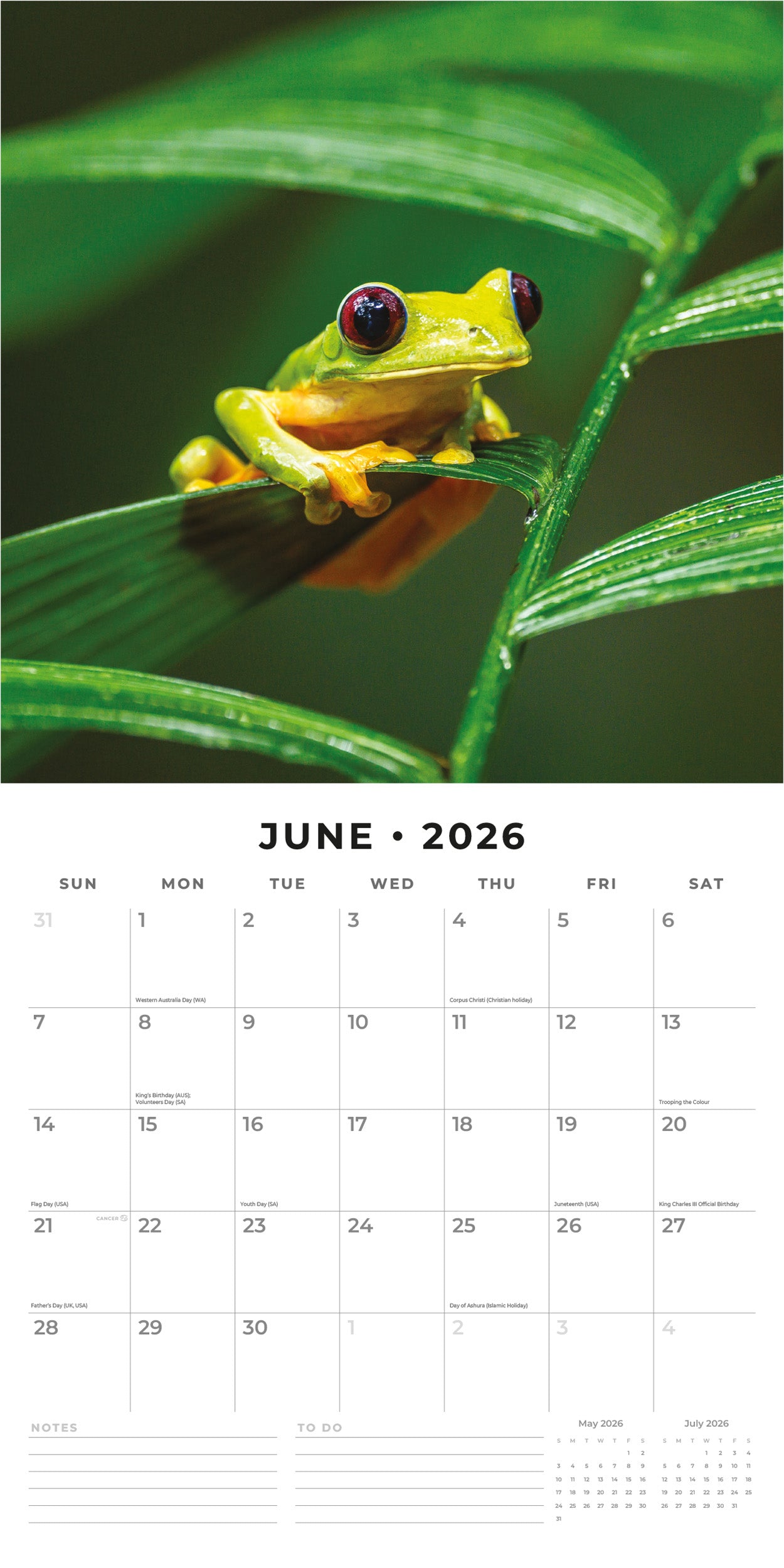 2026 Frogs - Square Wall Calendar