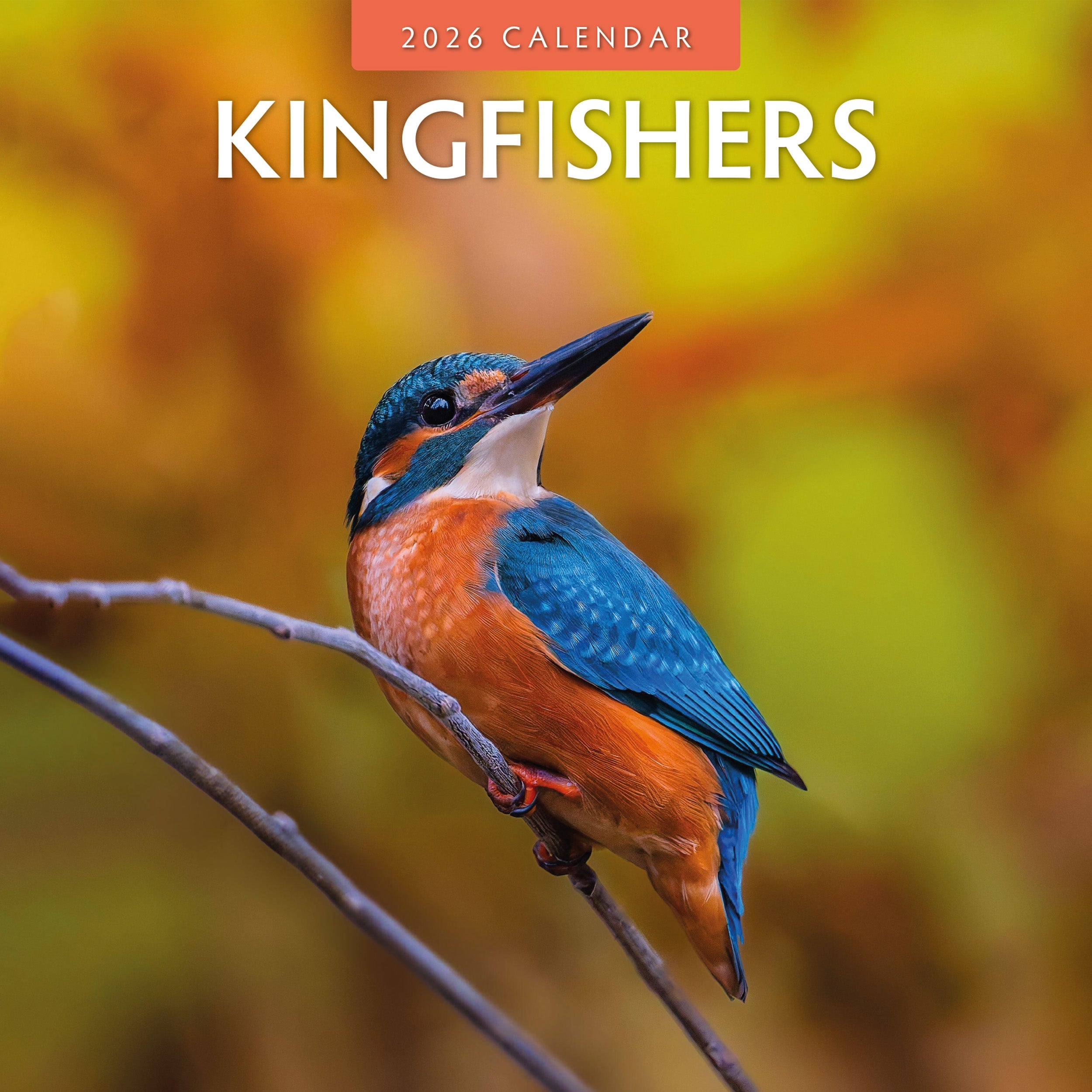 2026 Kingfishers - Square Wall Calendar