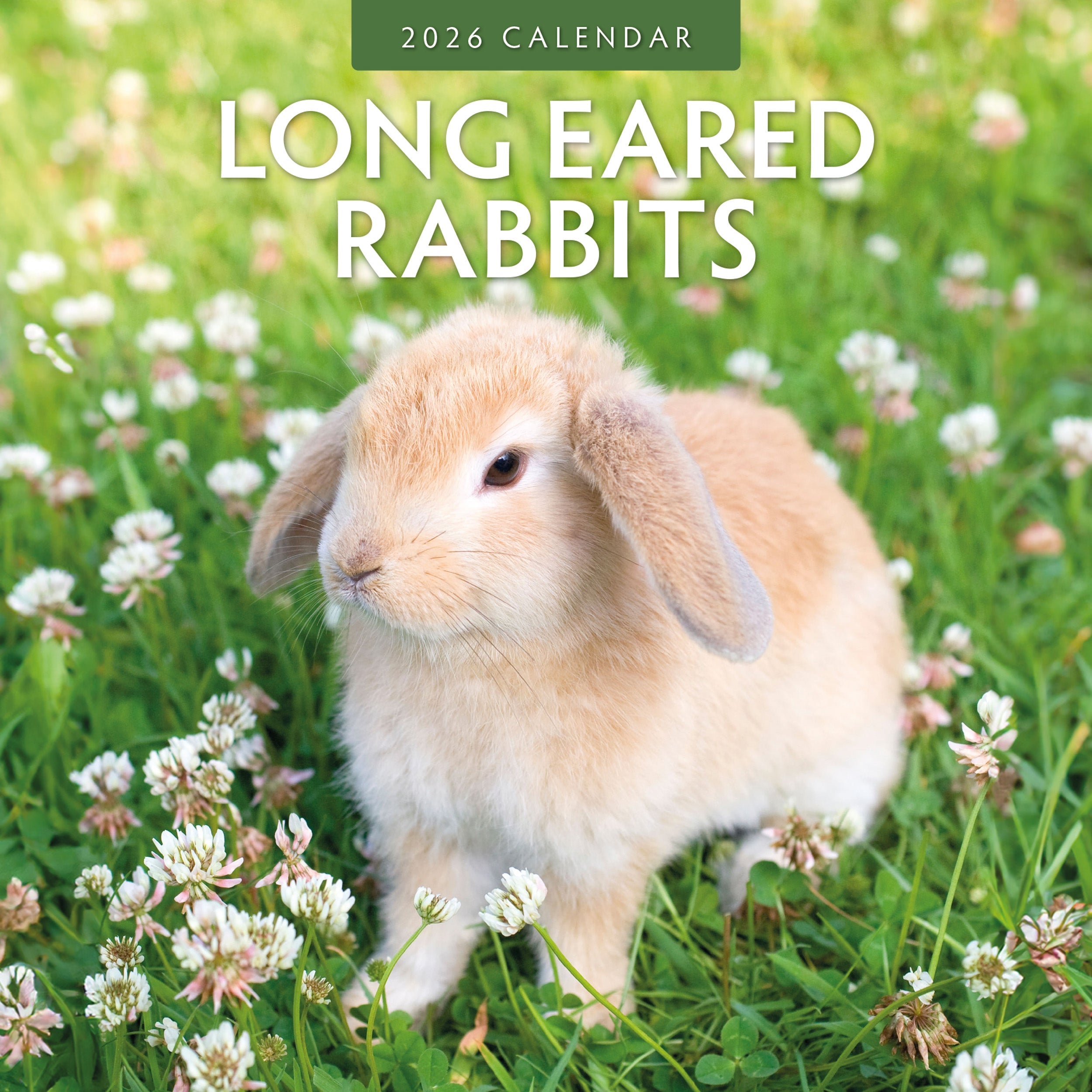 2026 Long Eared Rabbits - Square Wall Calendar
