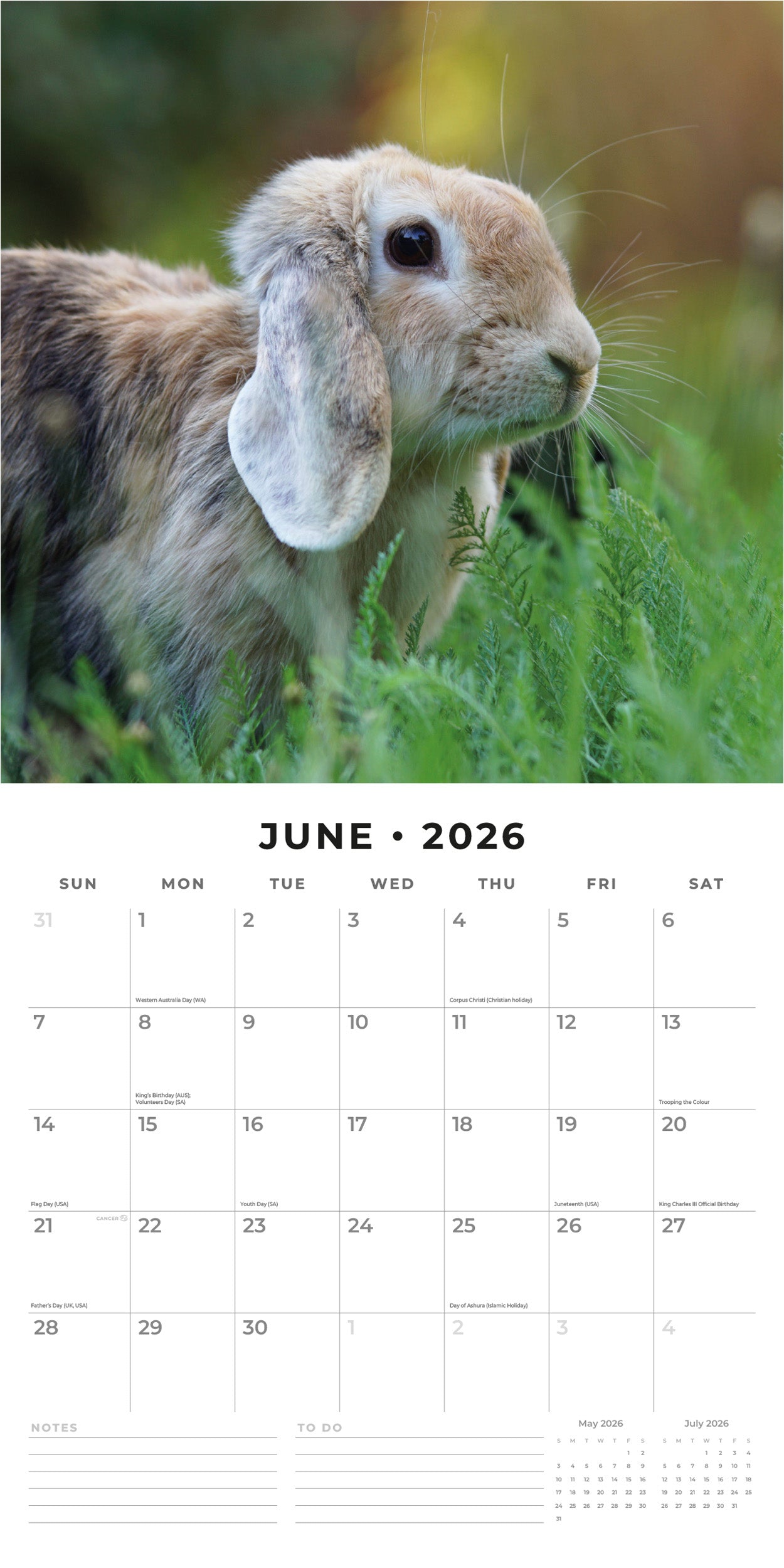 2026 Long Eared Rabbits - Square Wall Calendar