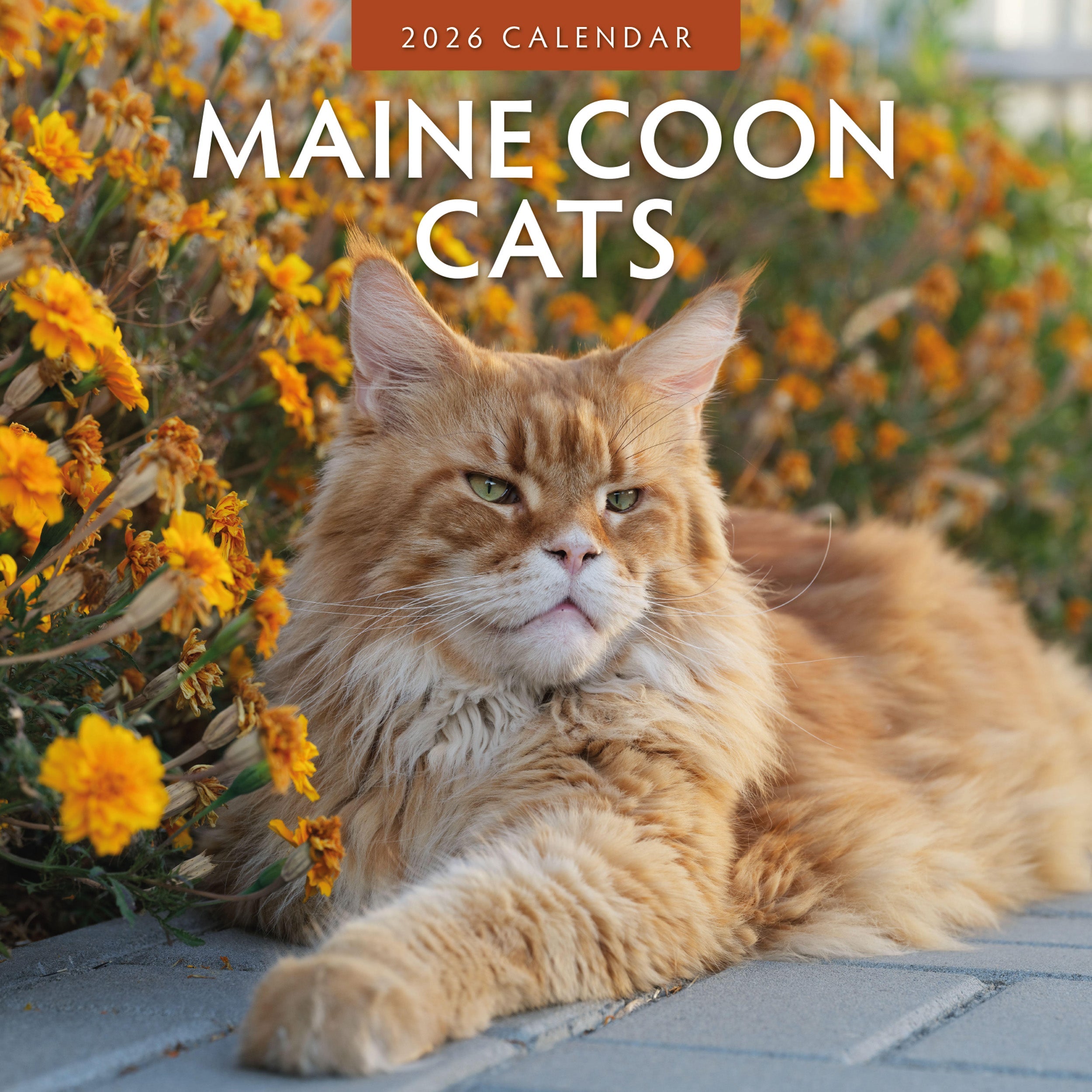 2026 Maine Coon Cats - Square Wall Calendar