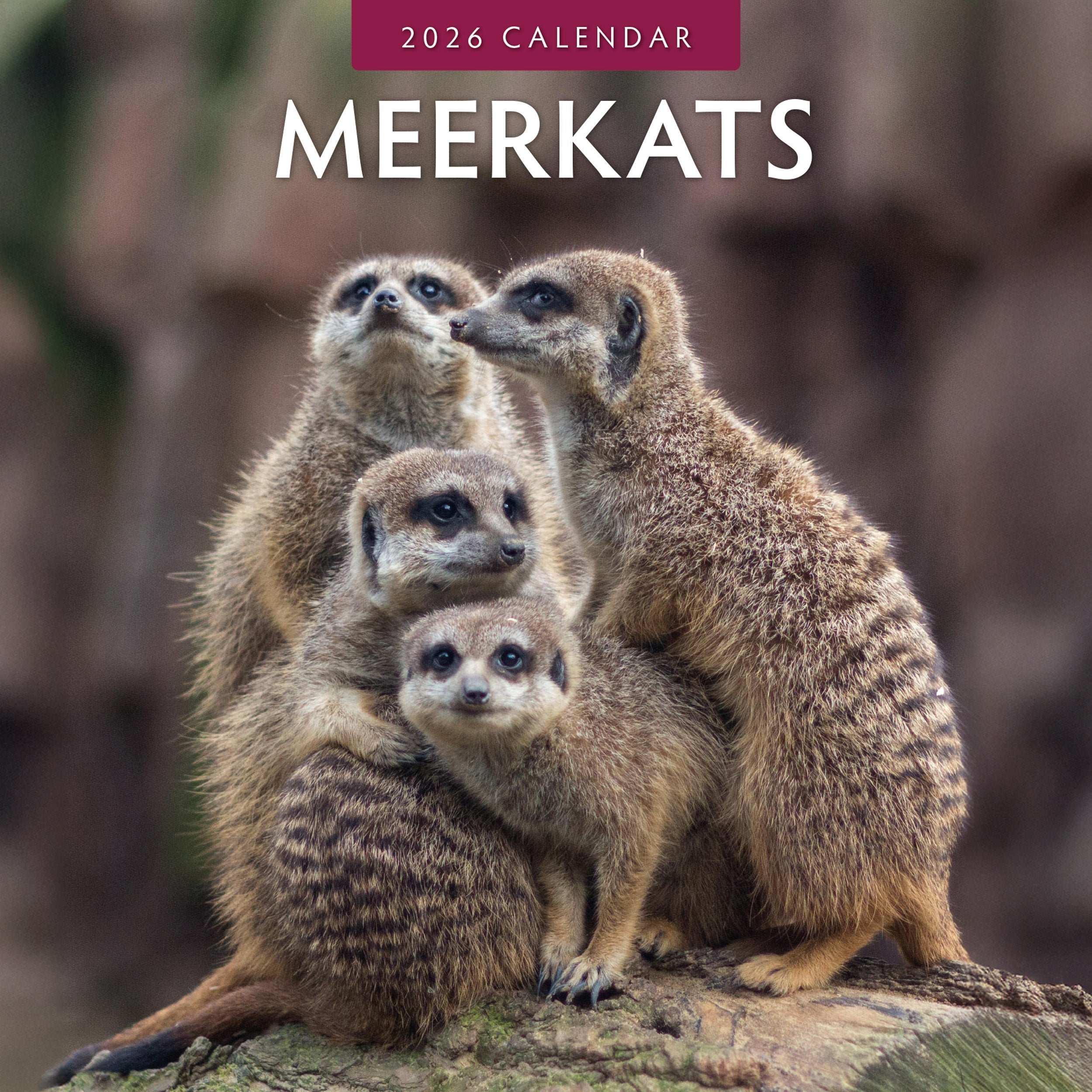 2026 Meerkats - Square Wall Calendar